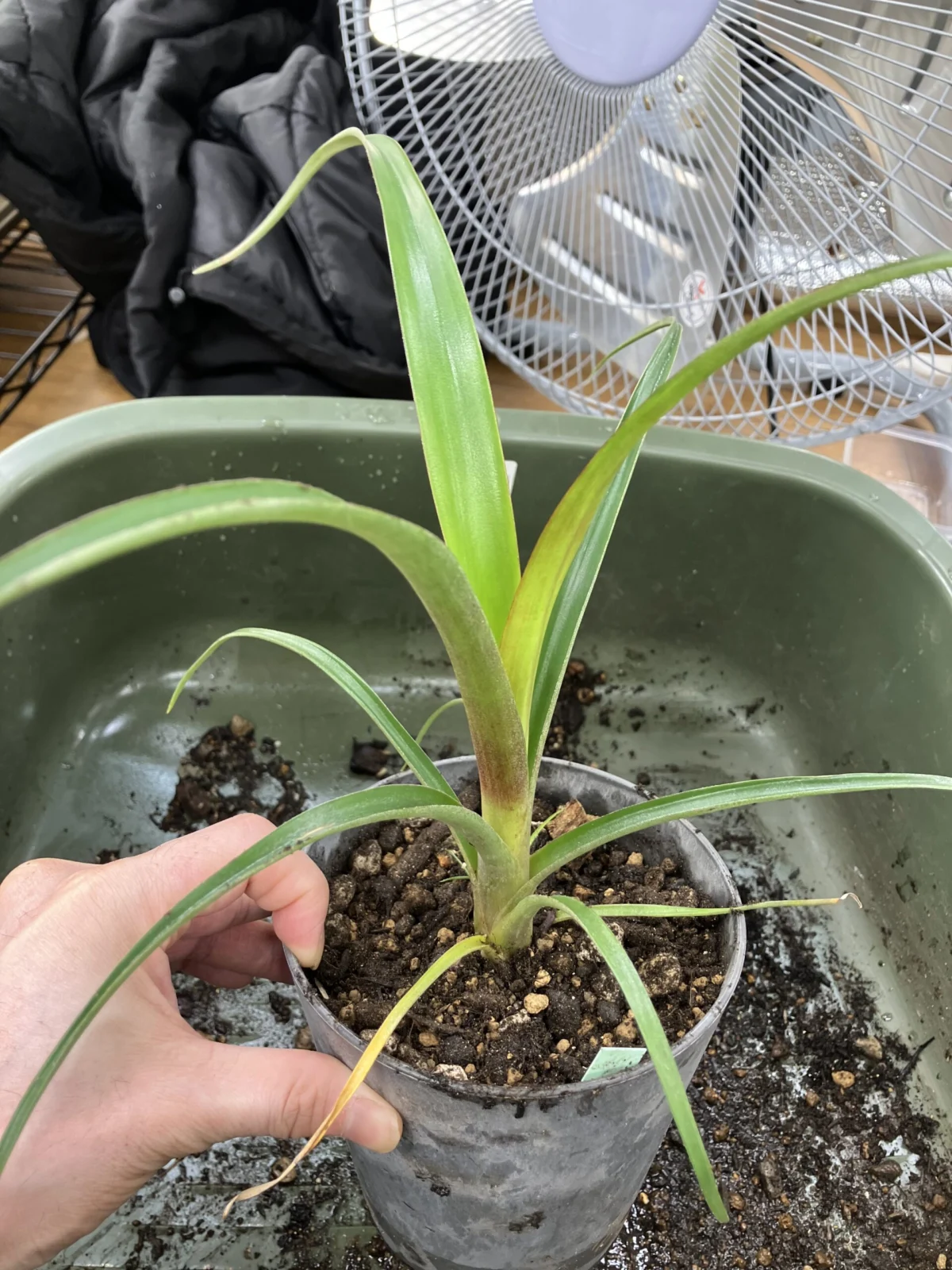 アルカンタレア ナホウミー