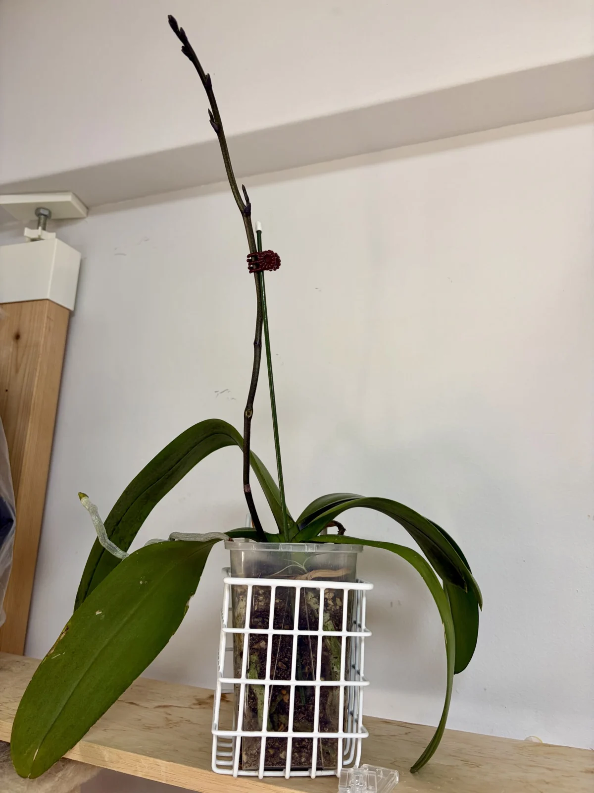 胡蝶蘭　ブルージーン