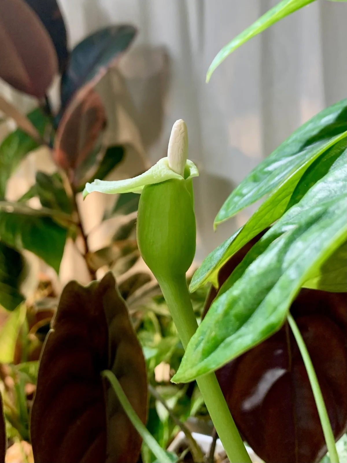 アロカシア クプレア 花