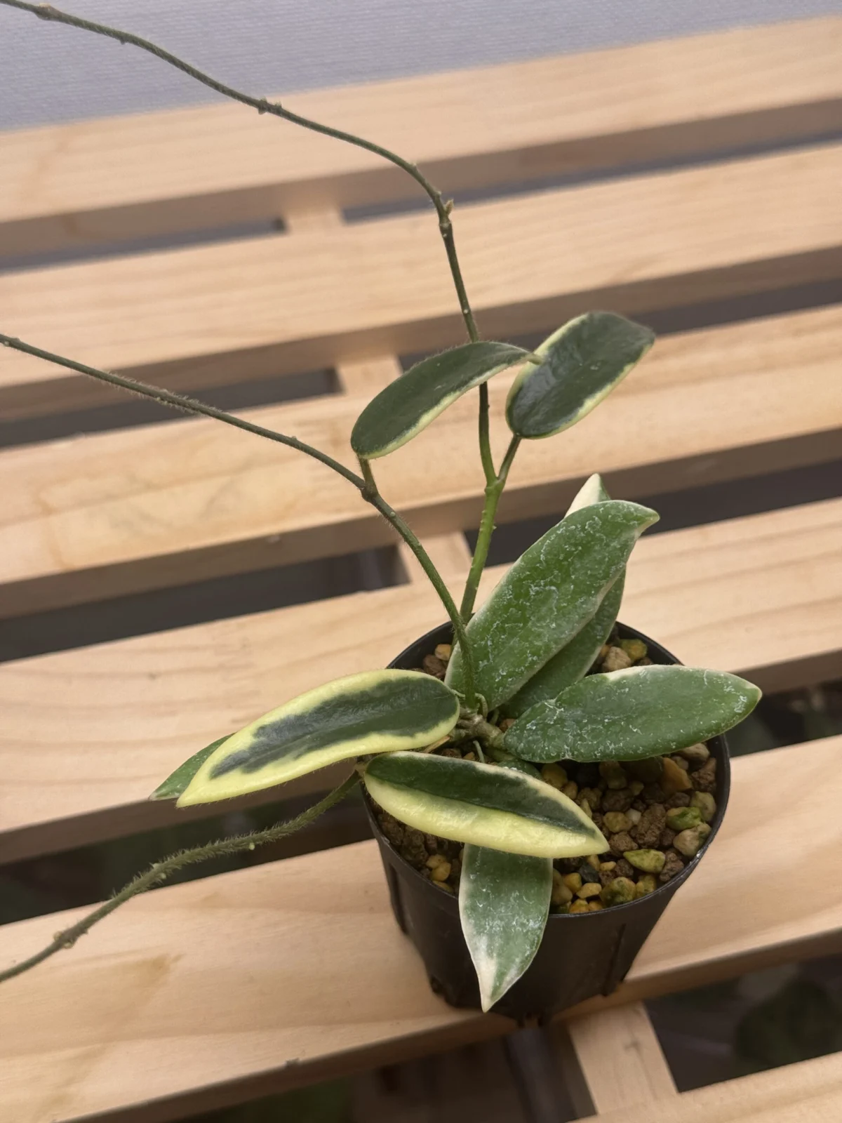 セール　レア　ホヤ　Hoya Lyi Prism ライプリズム　サクララン　小苗 ホヤ ライ プリズム – Plants Navi