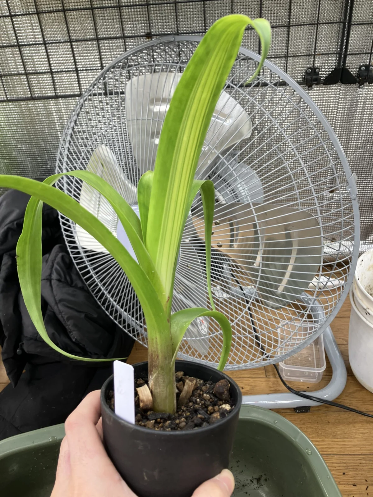 植え替え祭り アルカンタレア グラオウジアナ バリエガータ