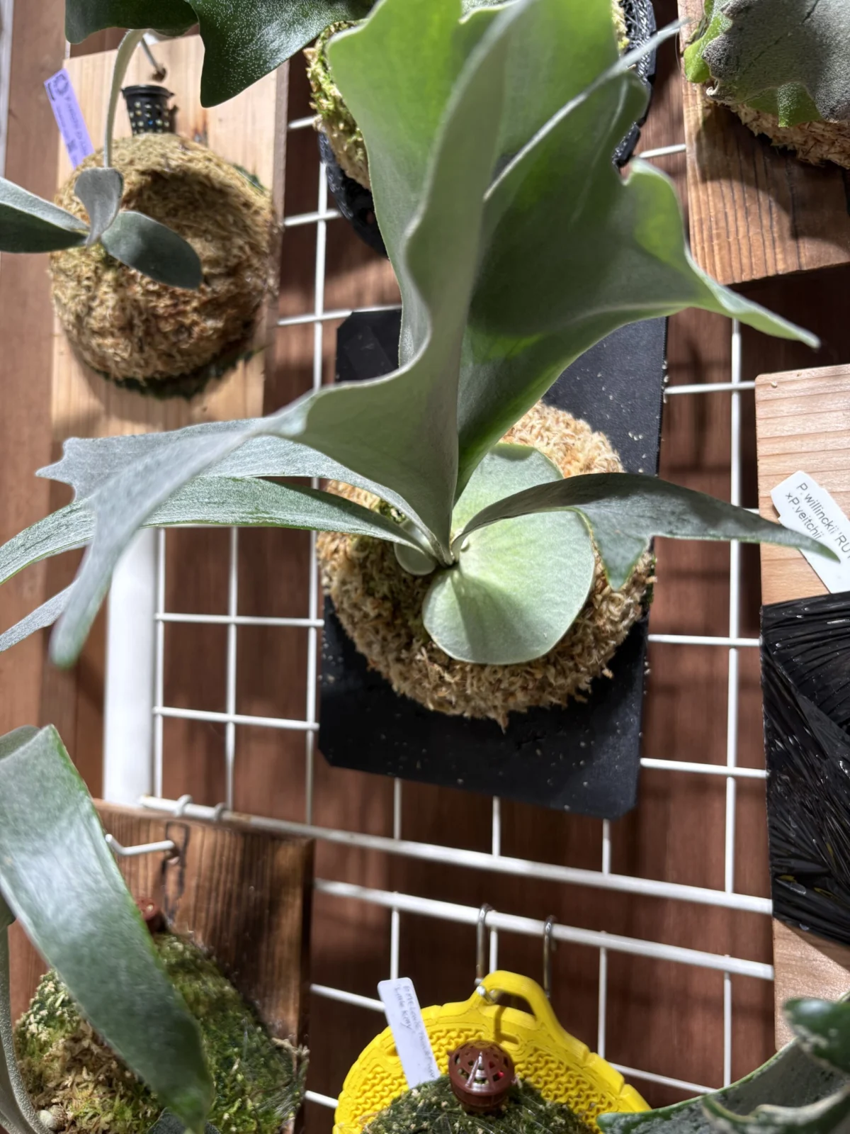 ビカクシダ – Plants Navi