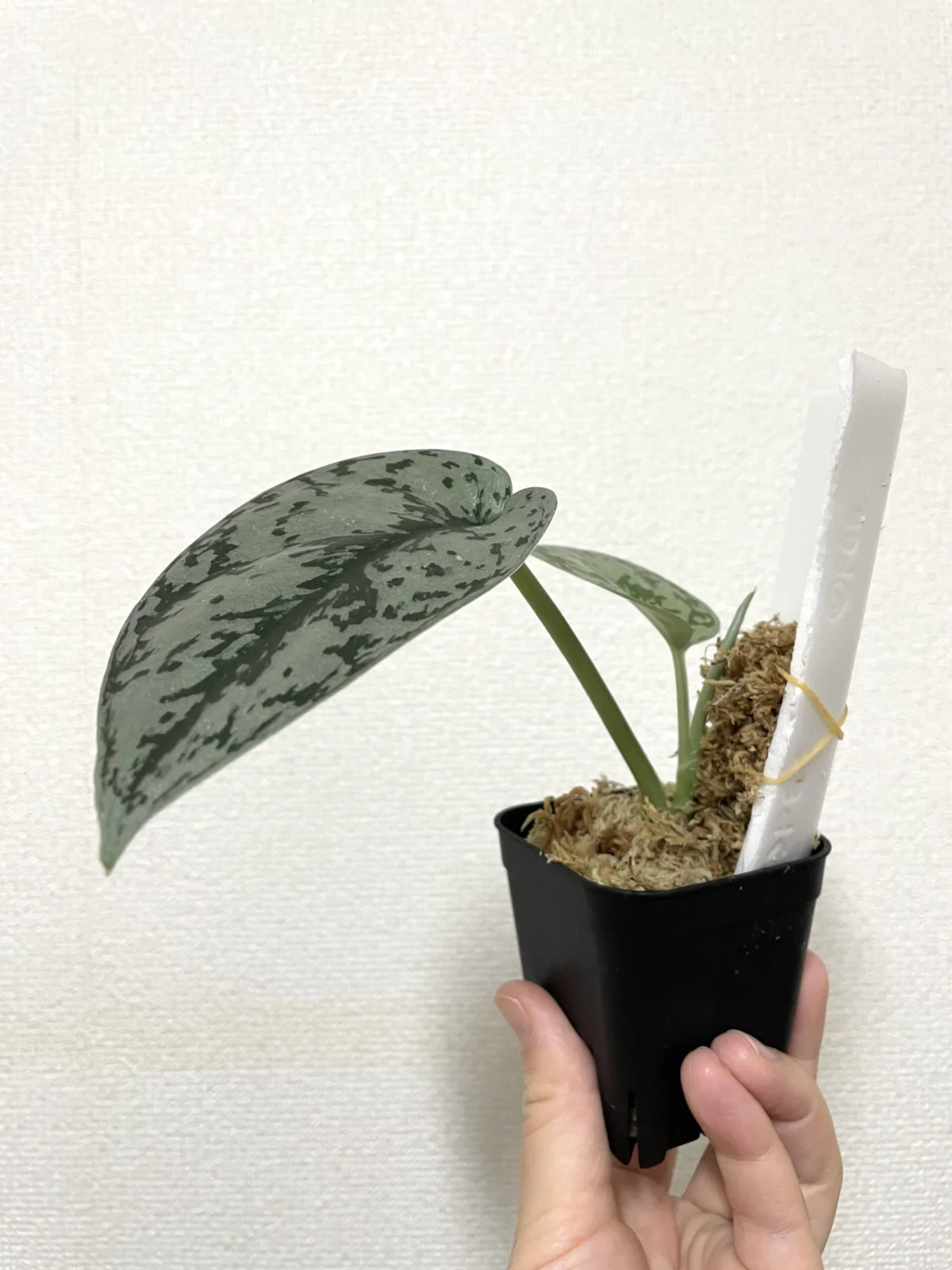 スキンダプサス　シルバーレディ