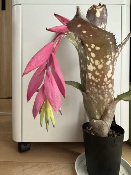 ビルベルギア　アラカイ　花
