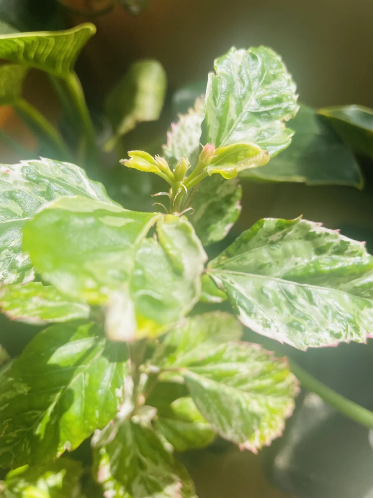 ハイビスカス　スノーフレーク　ツボミ