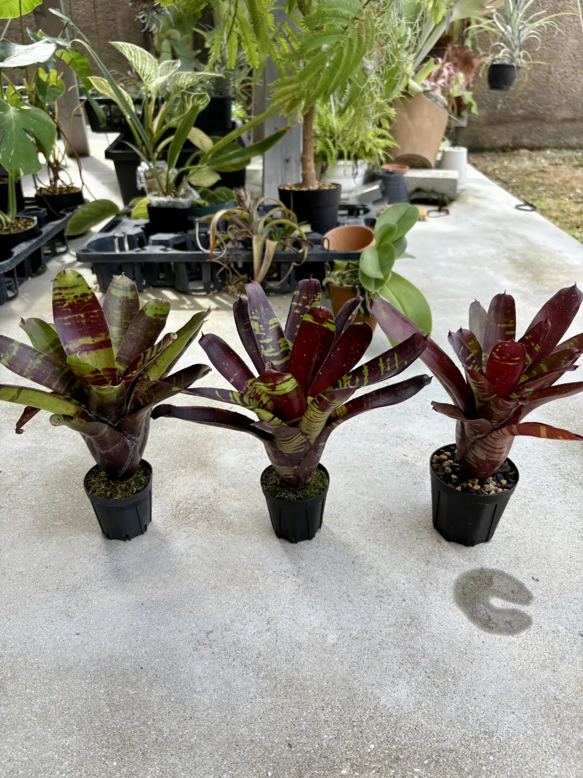 ネオレゲリア　チョコレートソース　フラッシュポイント　オカピ