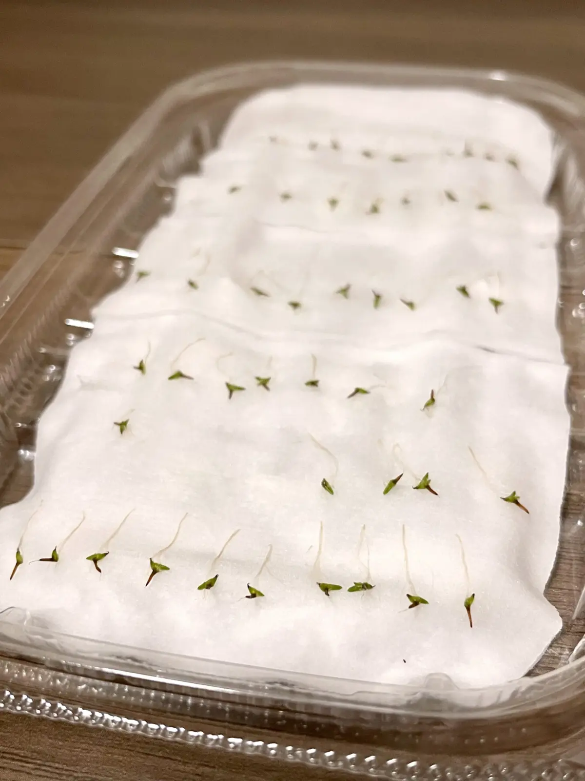 ティランジア　ブルボーサミニ　発芽