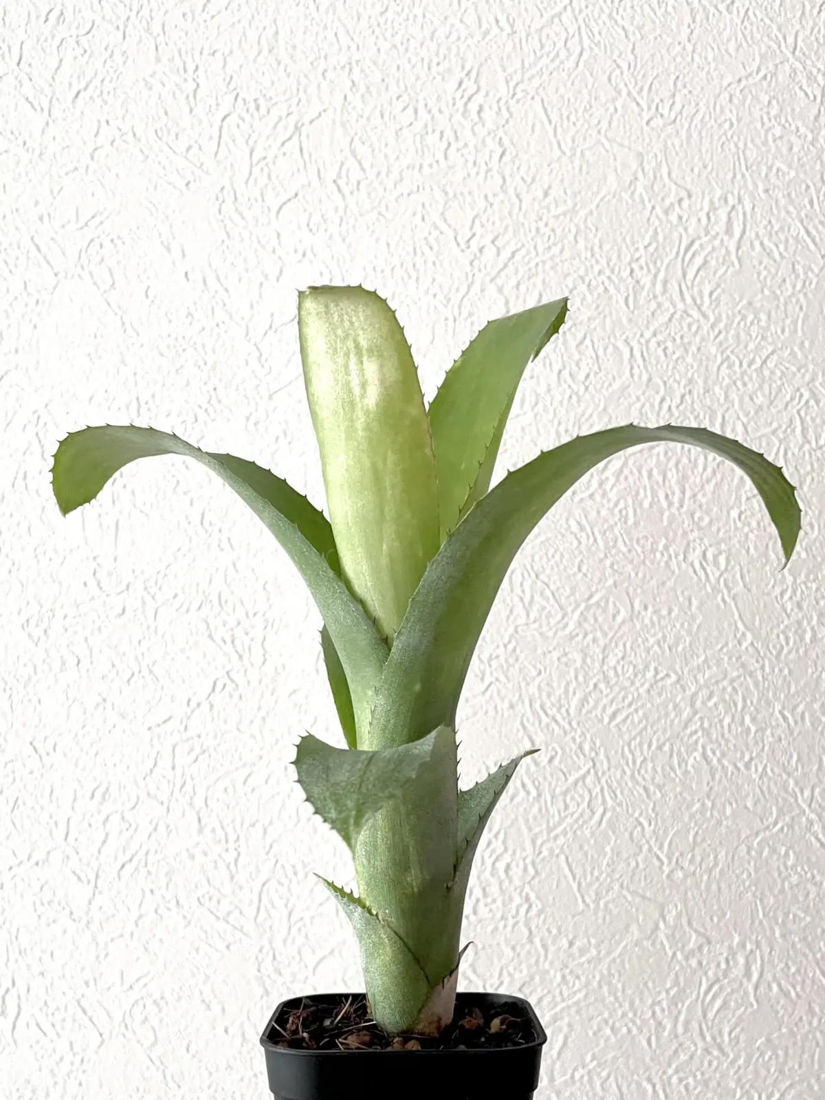 ビルベルギア　サンデリアーナと何かの交配