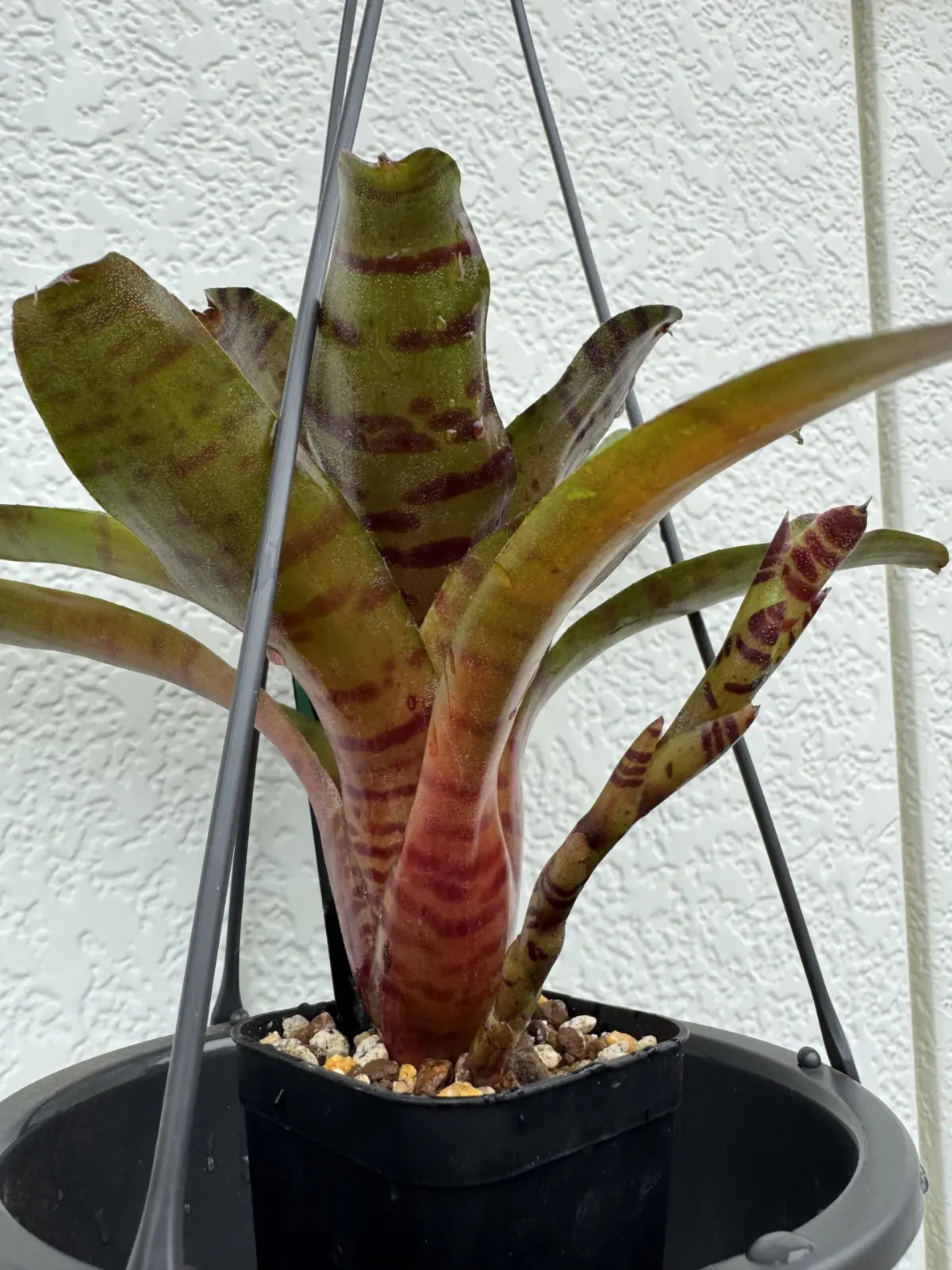 ネオレゲリア ドルチェデレチェ