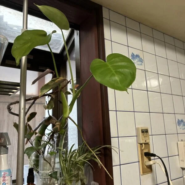 モンステラ