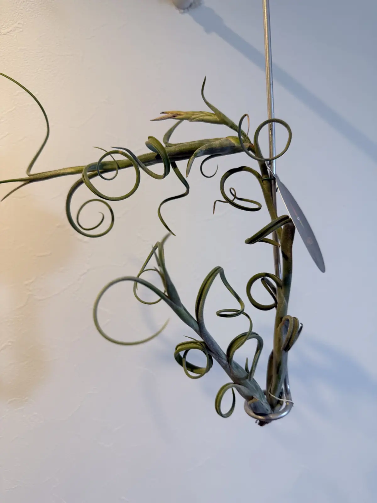 ティランジア　インターメディア