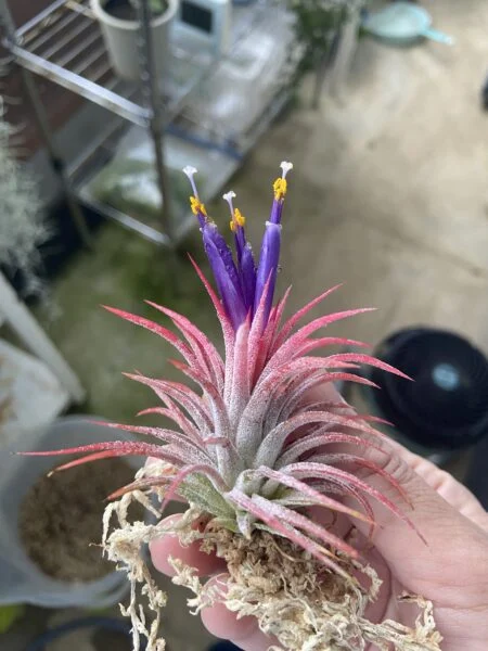 ティランジア イオナンタ 100均 花