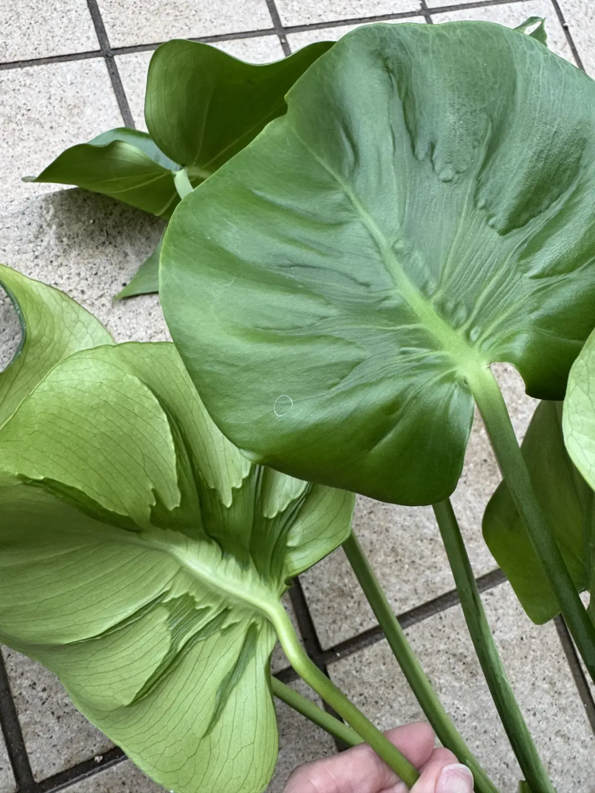 モンステラ デリシオーサ　変なやつ