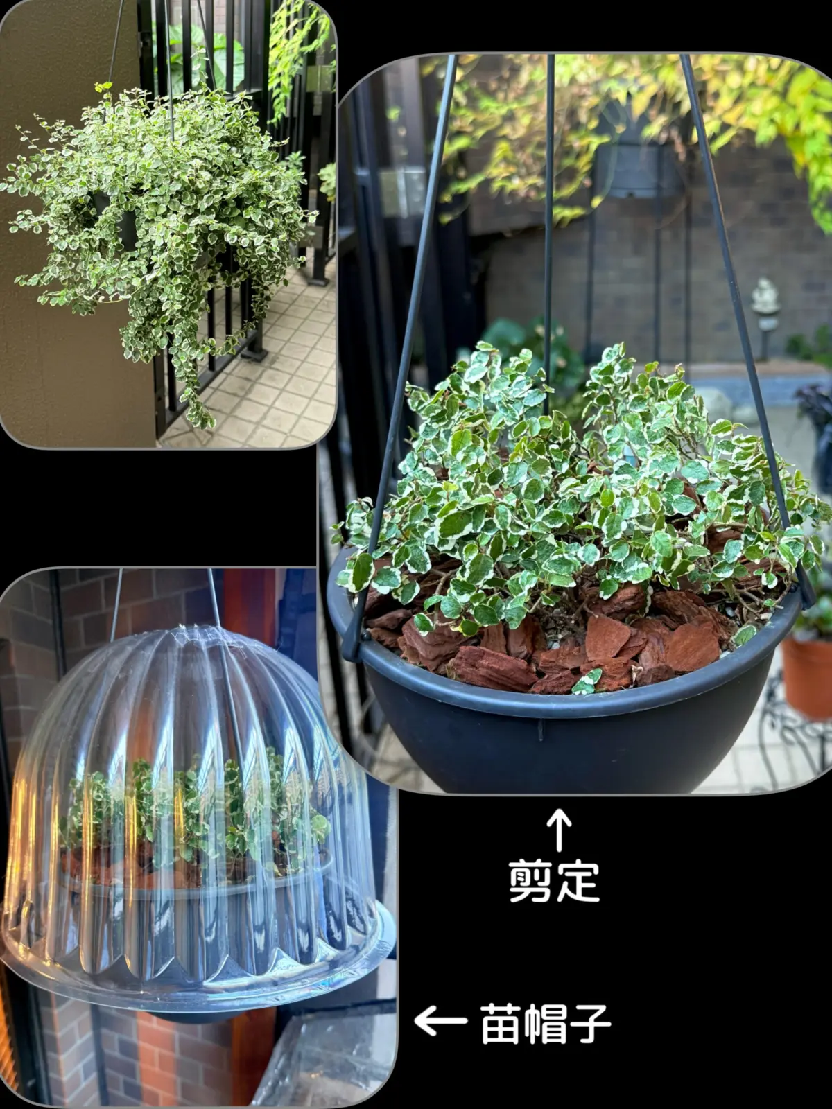 フィカス　プミラ　屋外　冬越し対策