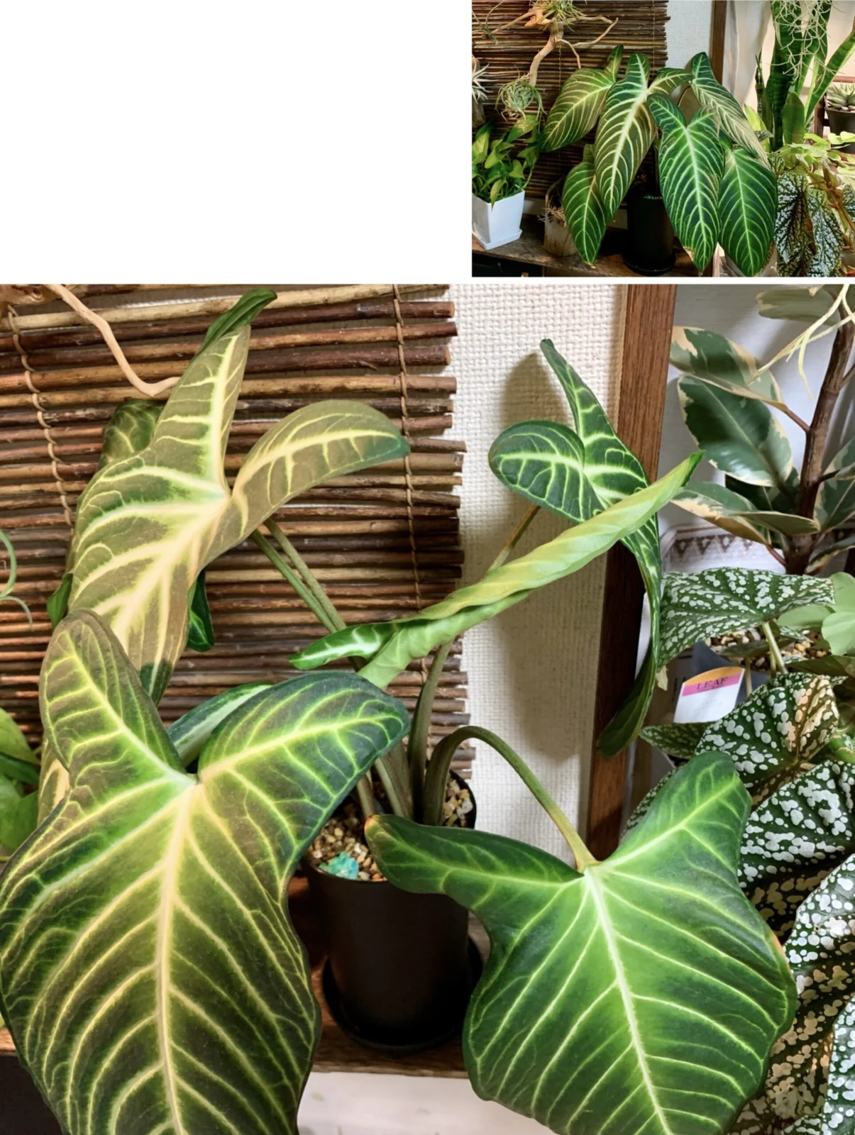 キサントソーマ リンデニー