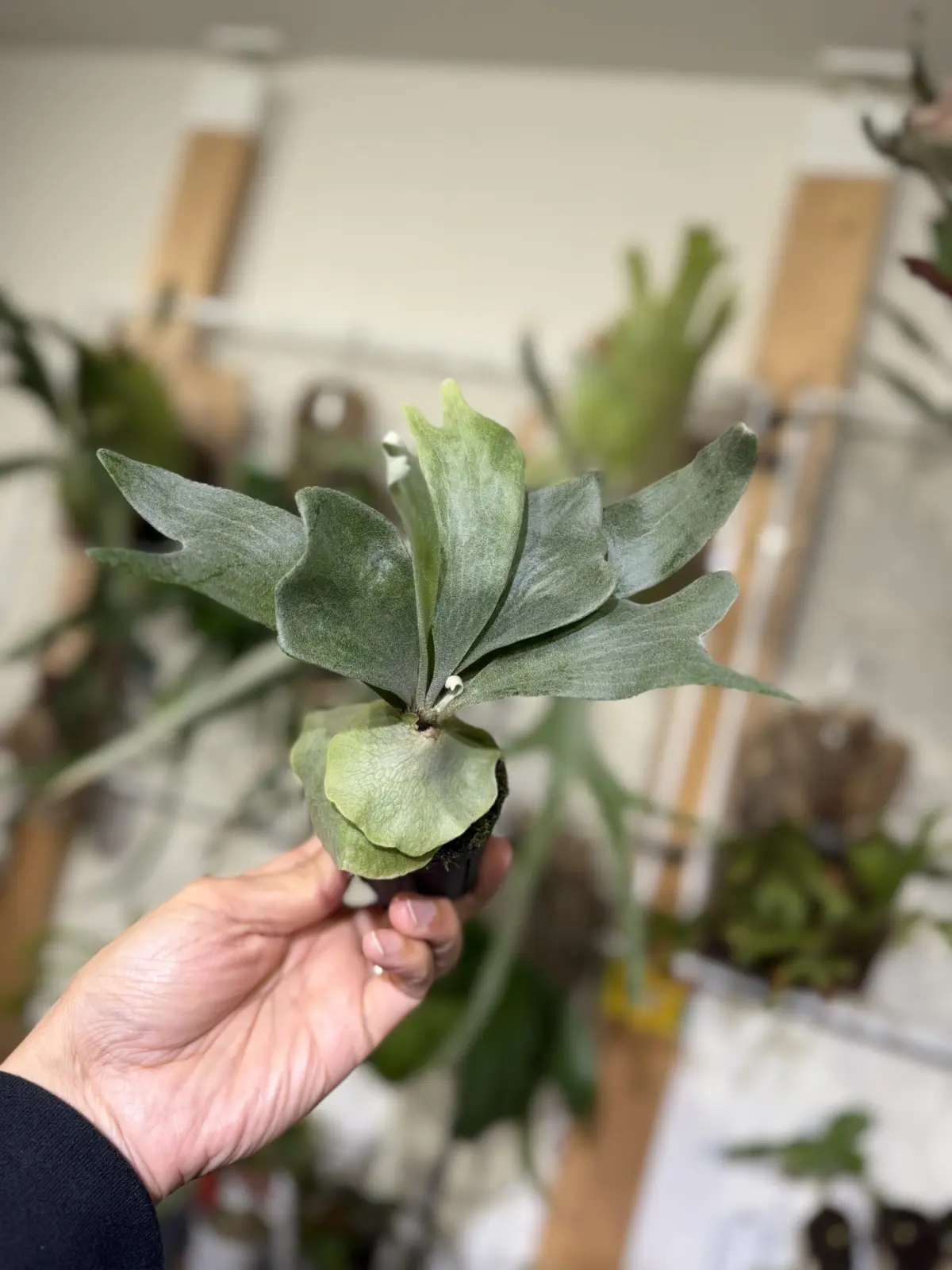 ビカクシダ カイゲン