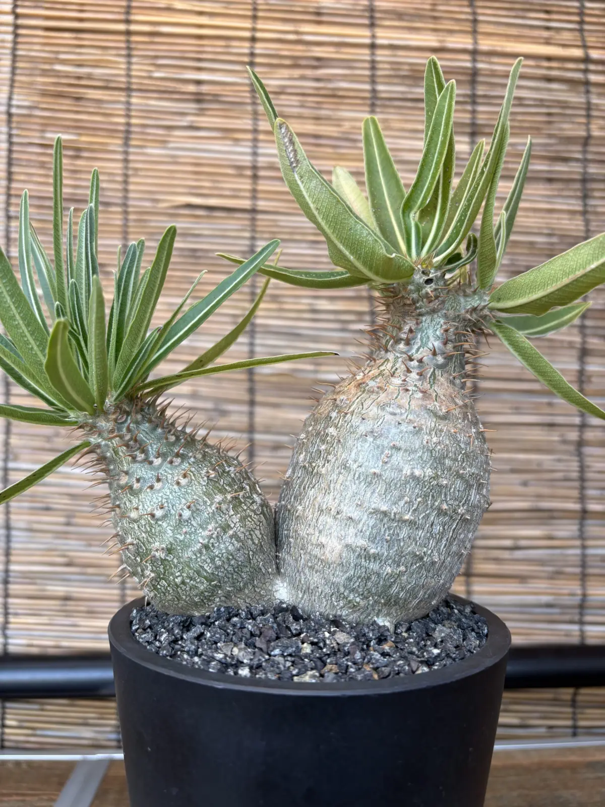 パキポディウム　グラキリス　実生　コーデックス