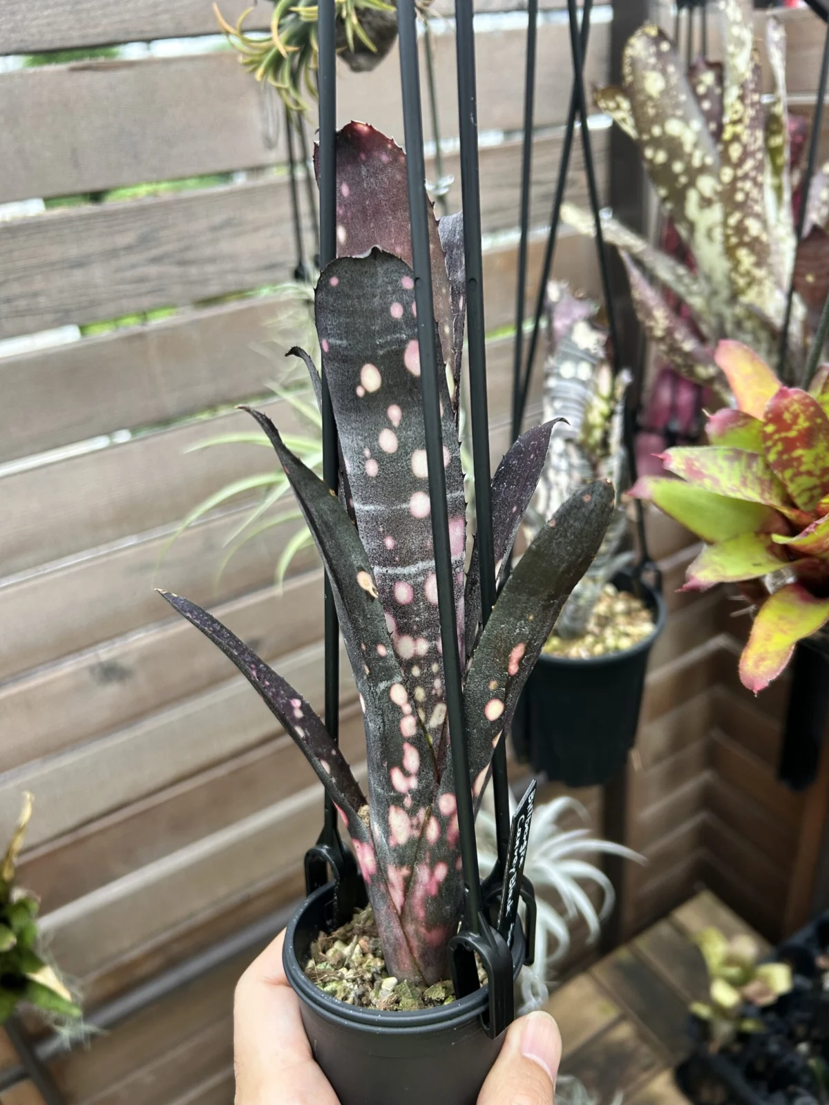 ビルベルギア　キャンベイ　ブラック