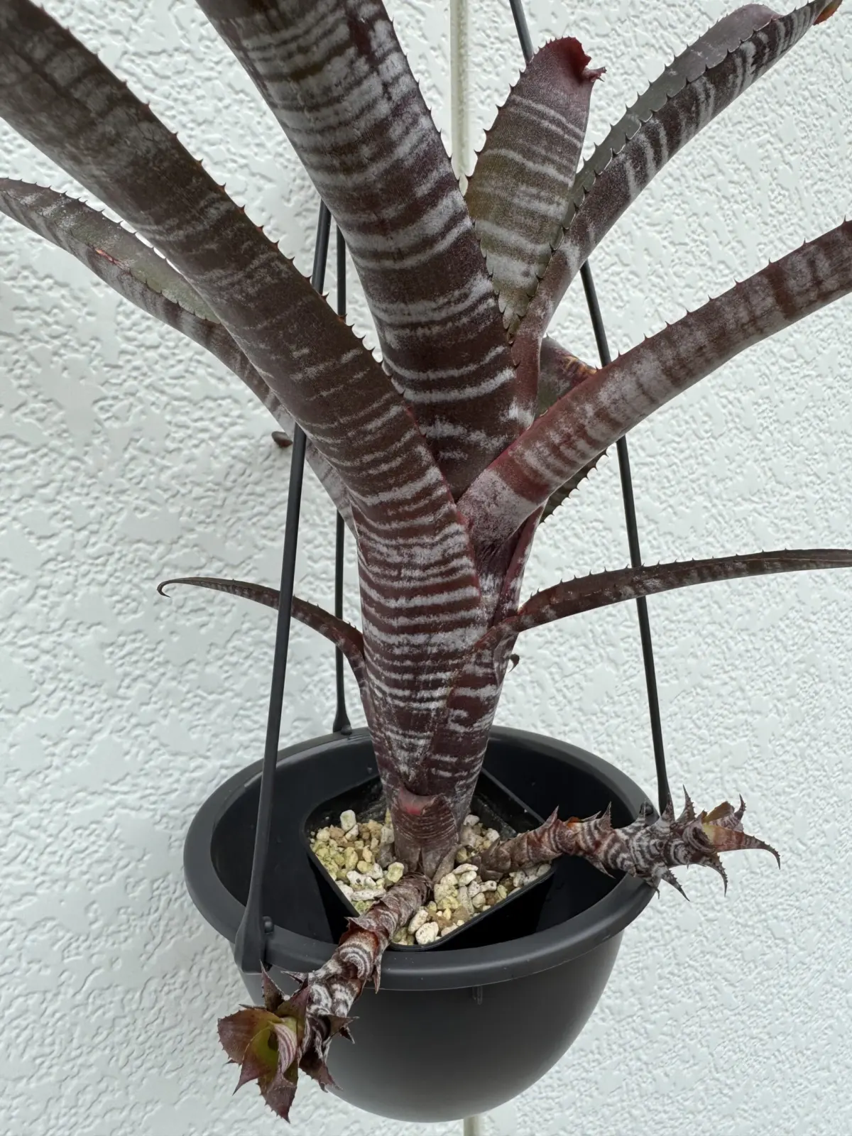 エクメア クランベリーフロスト