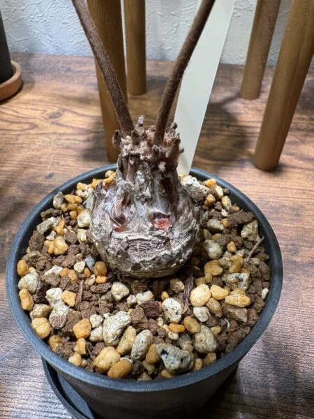 ザミア　フロリダーナ　茎がグラグラ