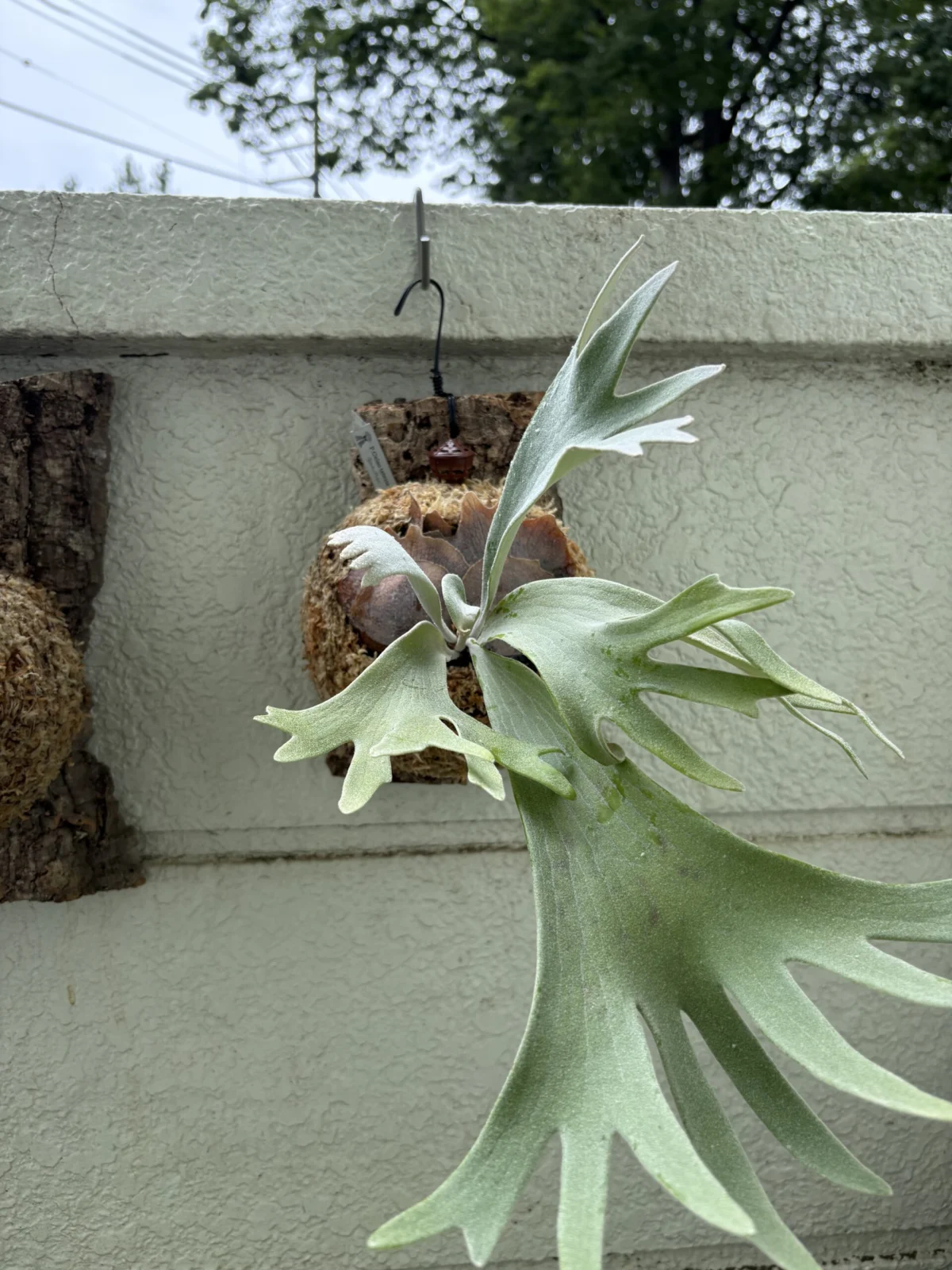 ビカクシダ　セルソタツタ ビカクシダ セルソタツタ – Plants Navi