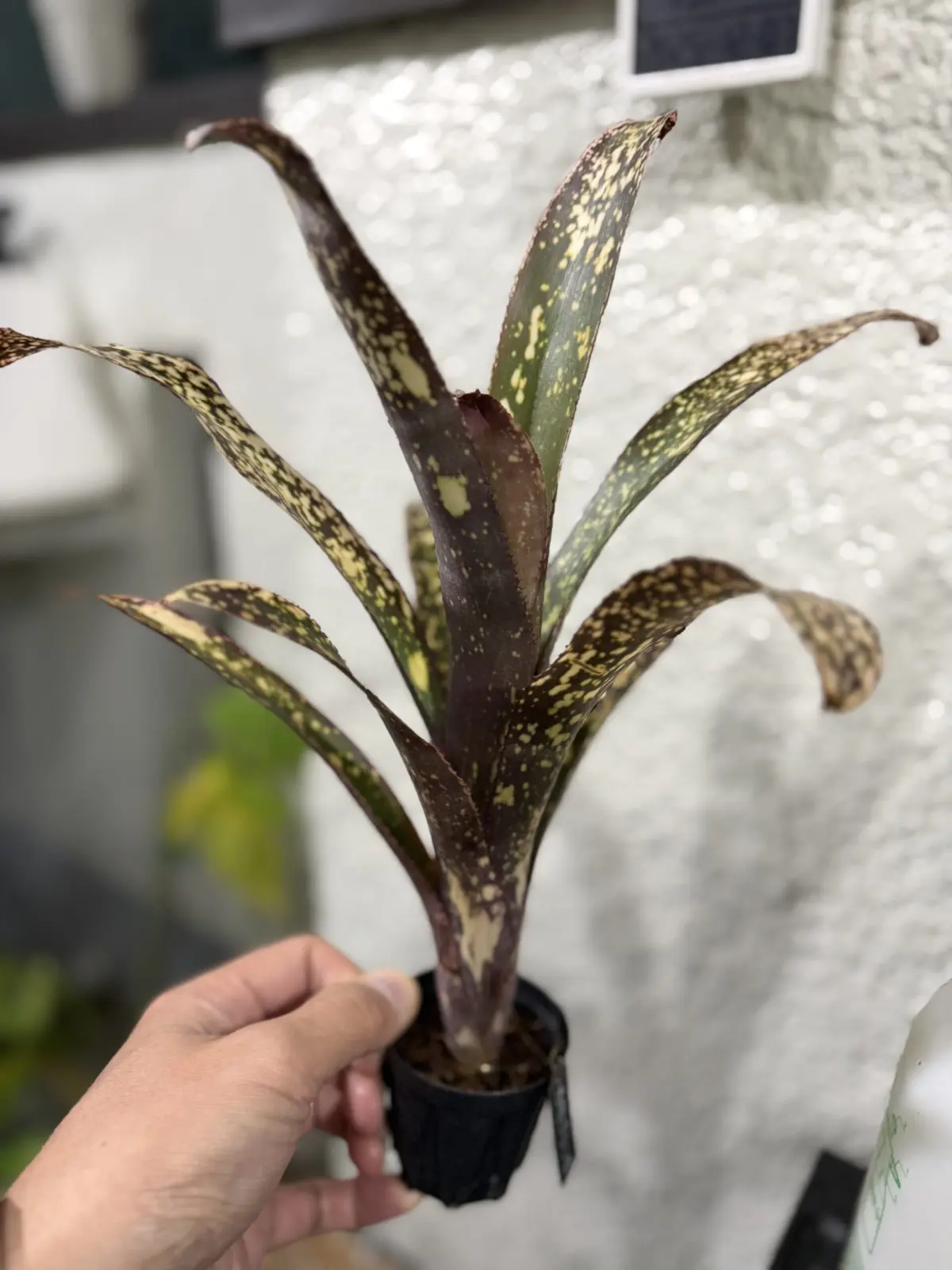 ビルベルギア カサブランカ