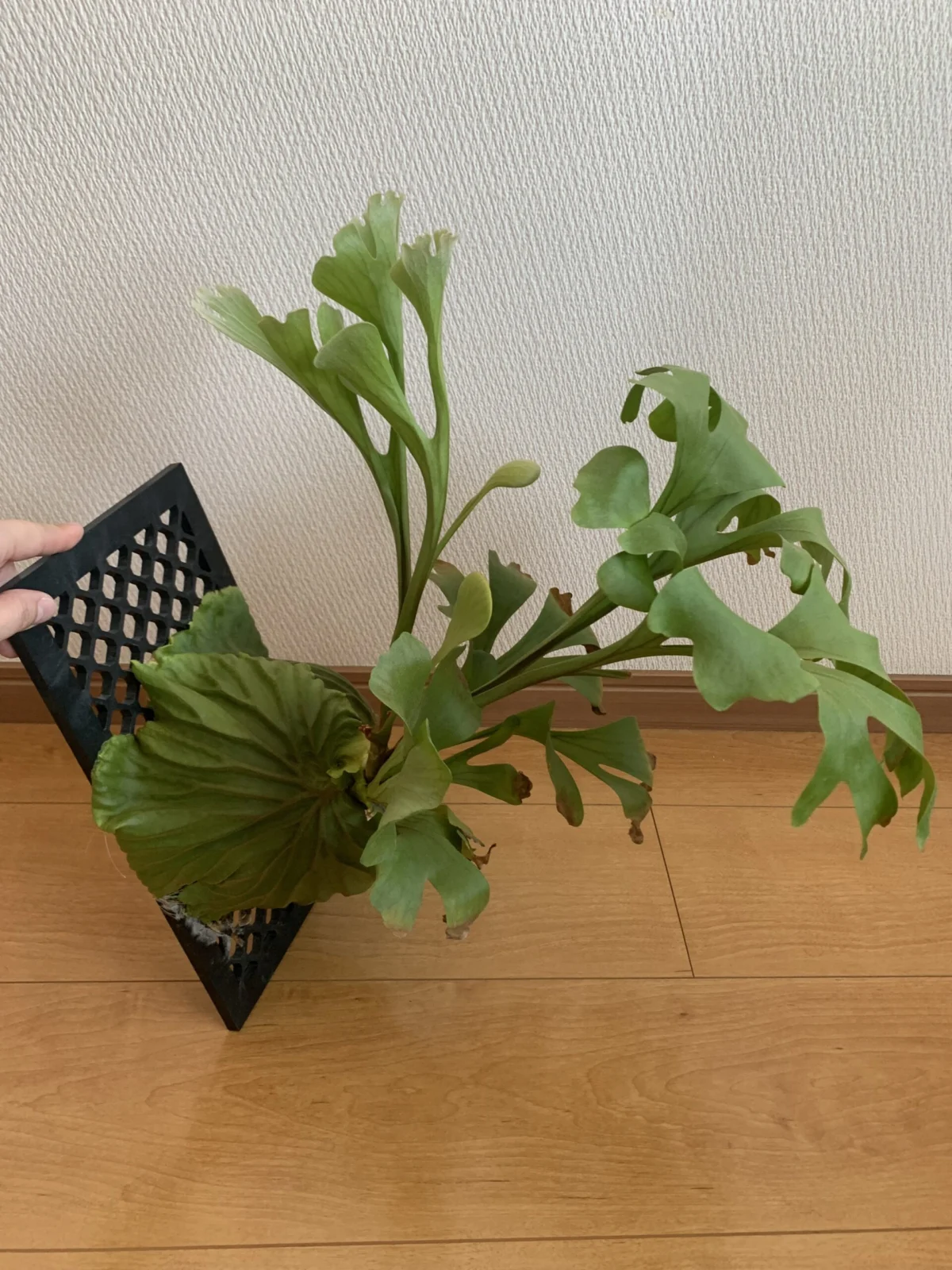 ビカクシダ　リドレイ