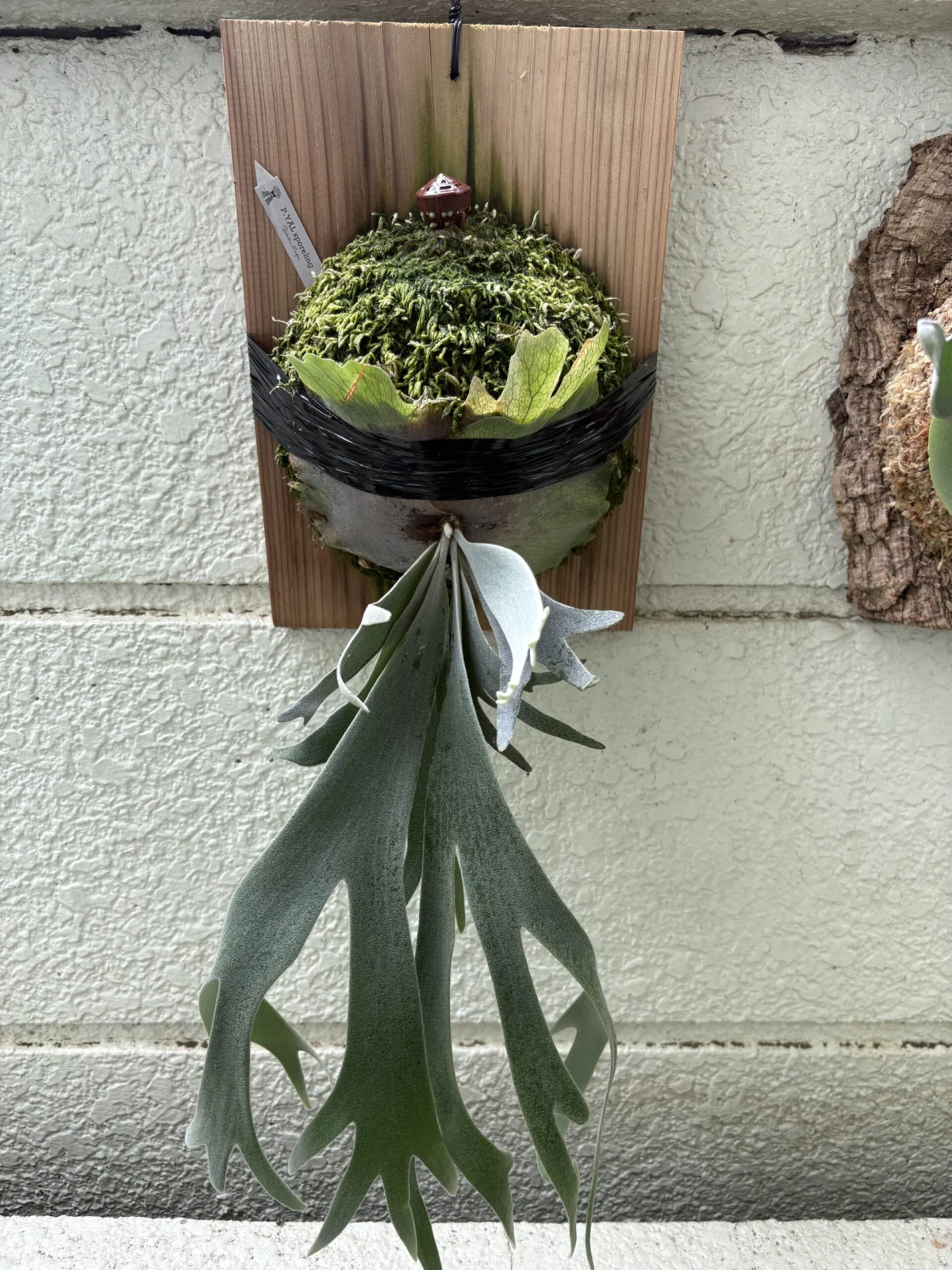 ビカクシダ　ヤル　YAL sporeling