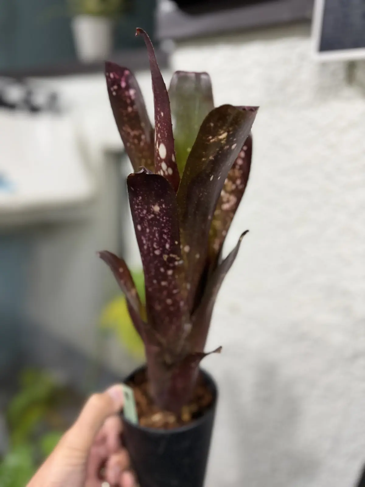 ビルベルギア ハレルヤ