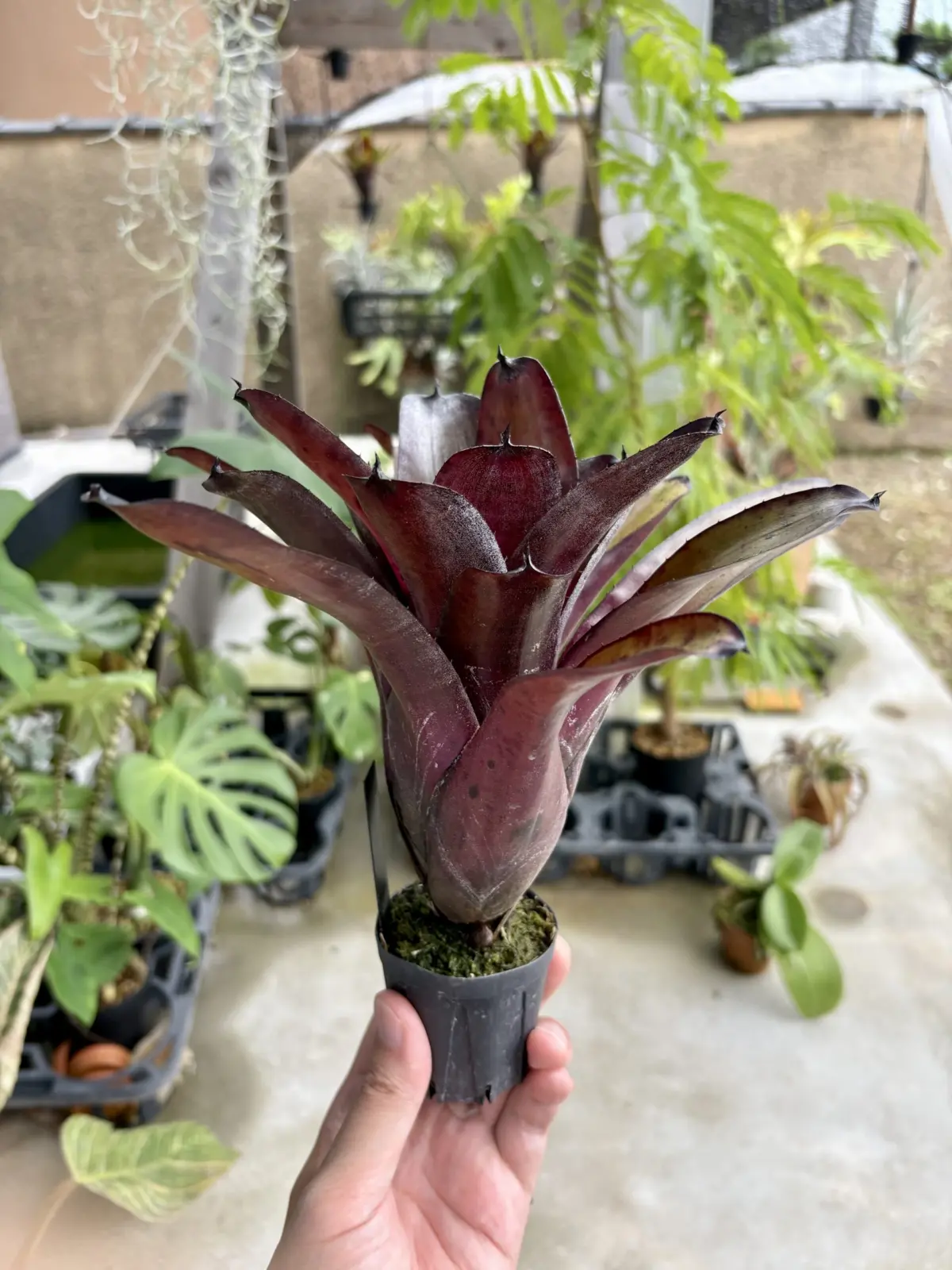 ネオレゲリア エッジオブナイト