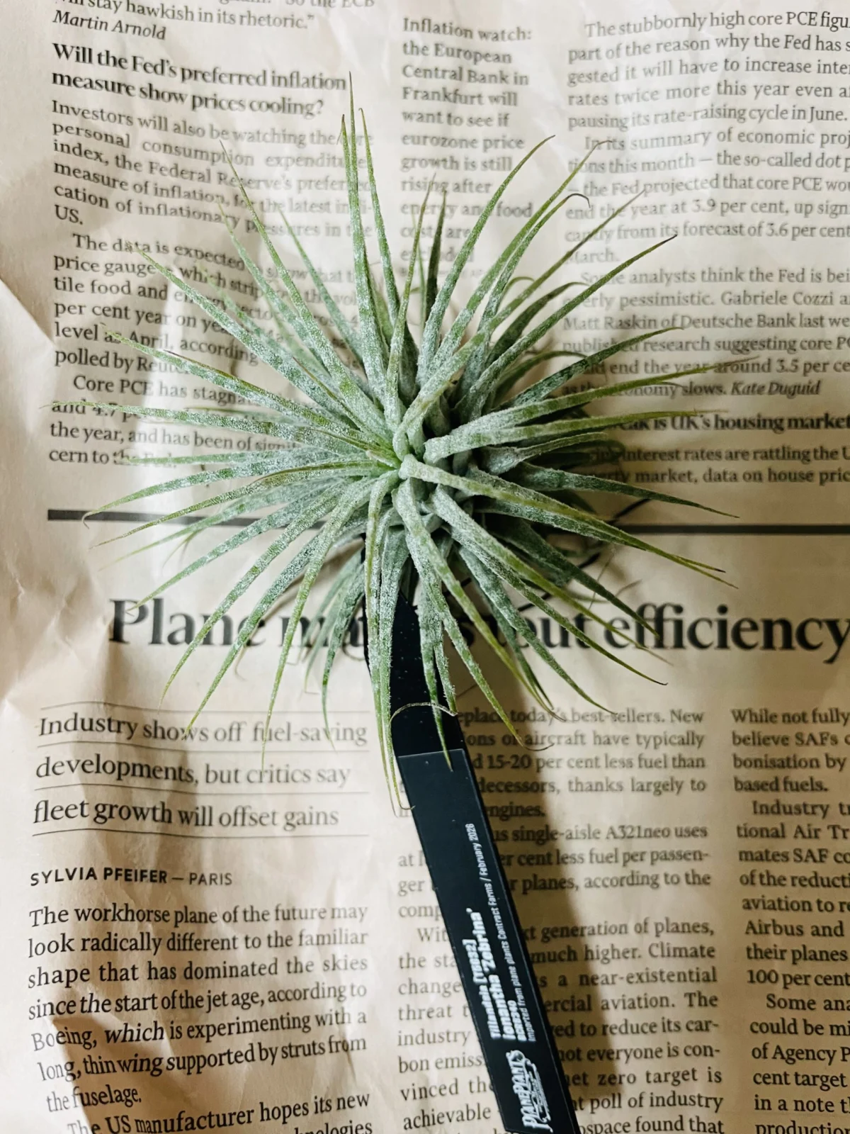 ティランジア　イオナンタ　ゼブリナ