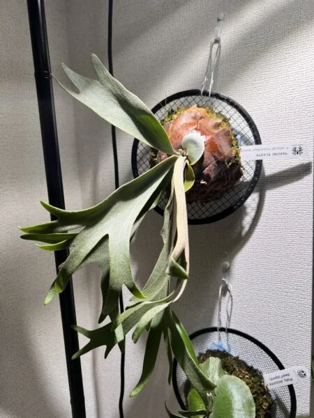 ビカクシダ　イエロームーン