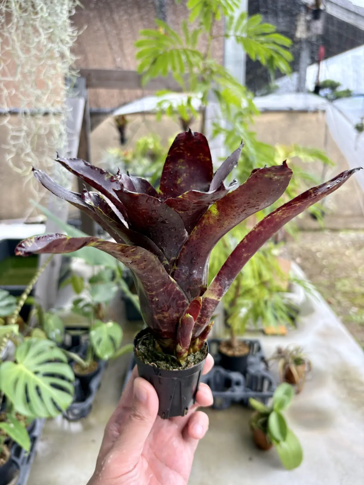 ネオレゲリア ジャバプラム