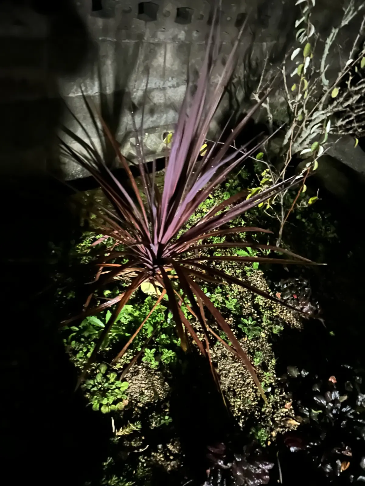 コルジリネ レッドスター