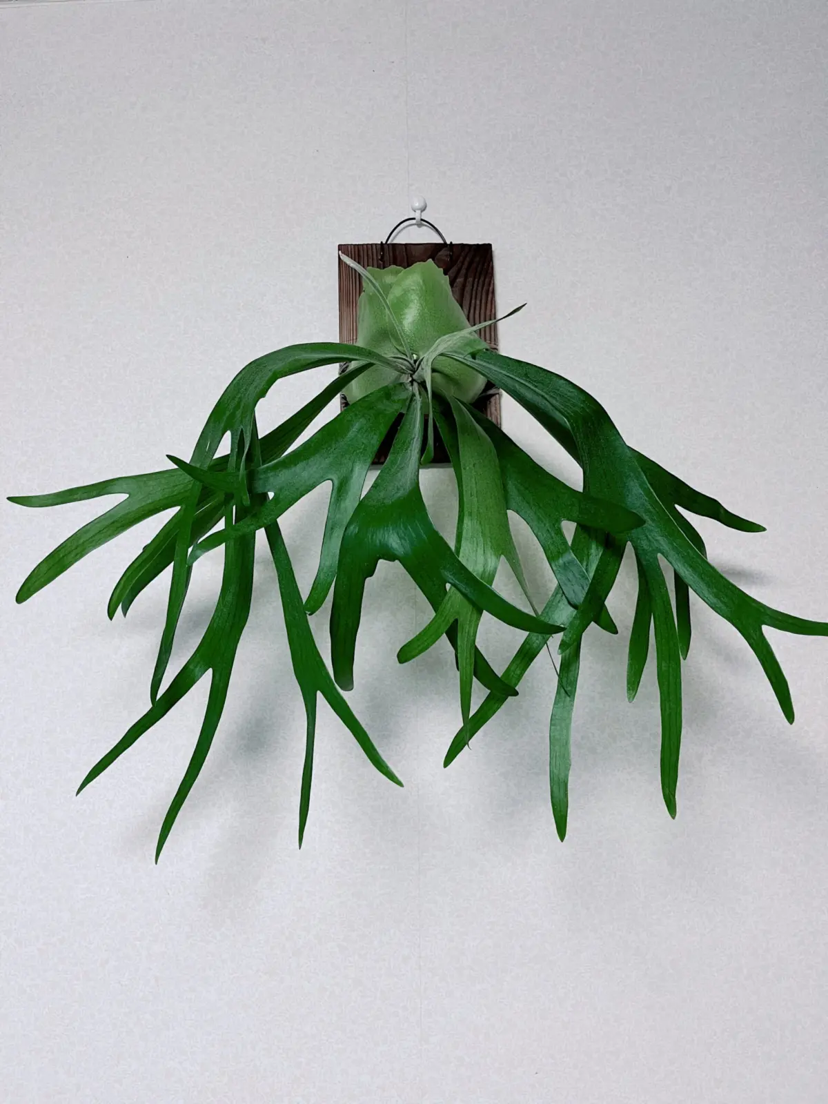 ビカクシダ　ネザーランド