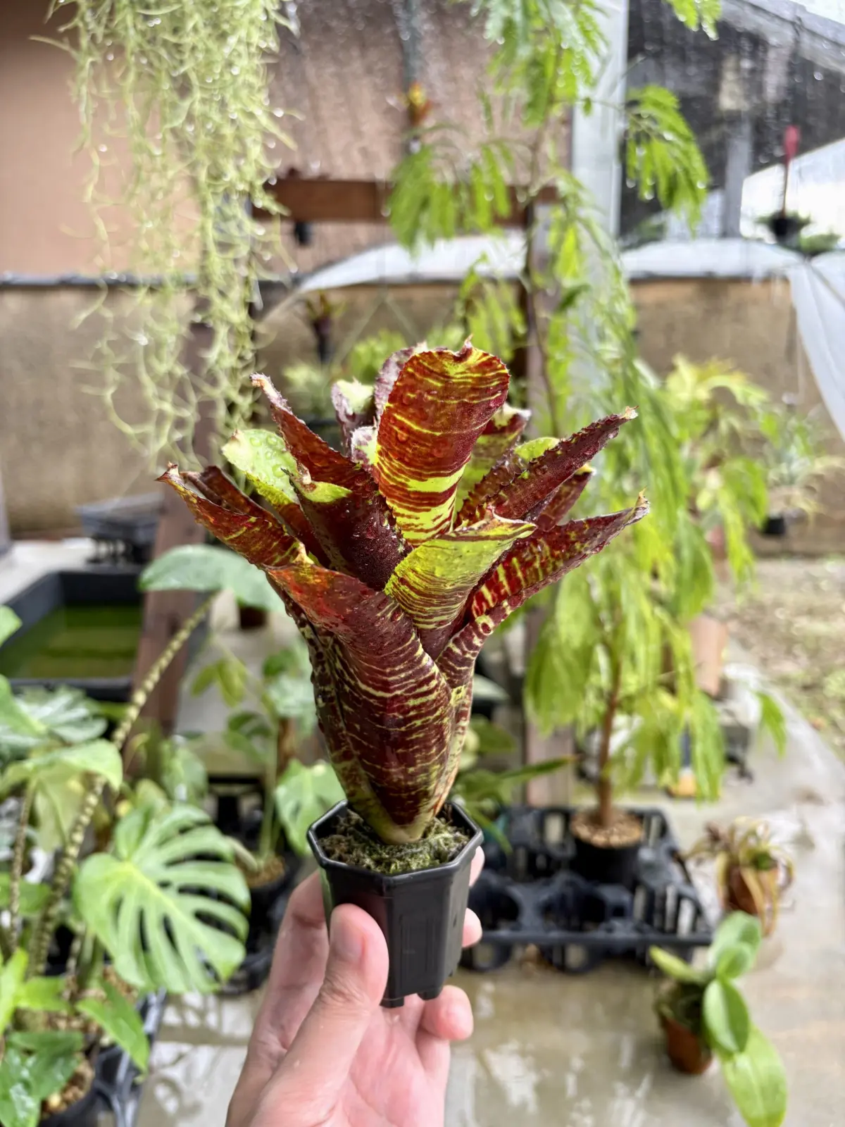 ネオレゲリア　キラービー