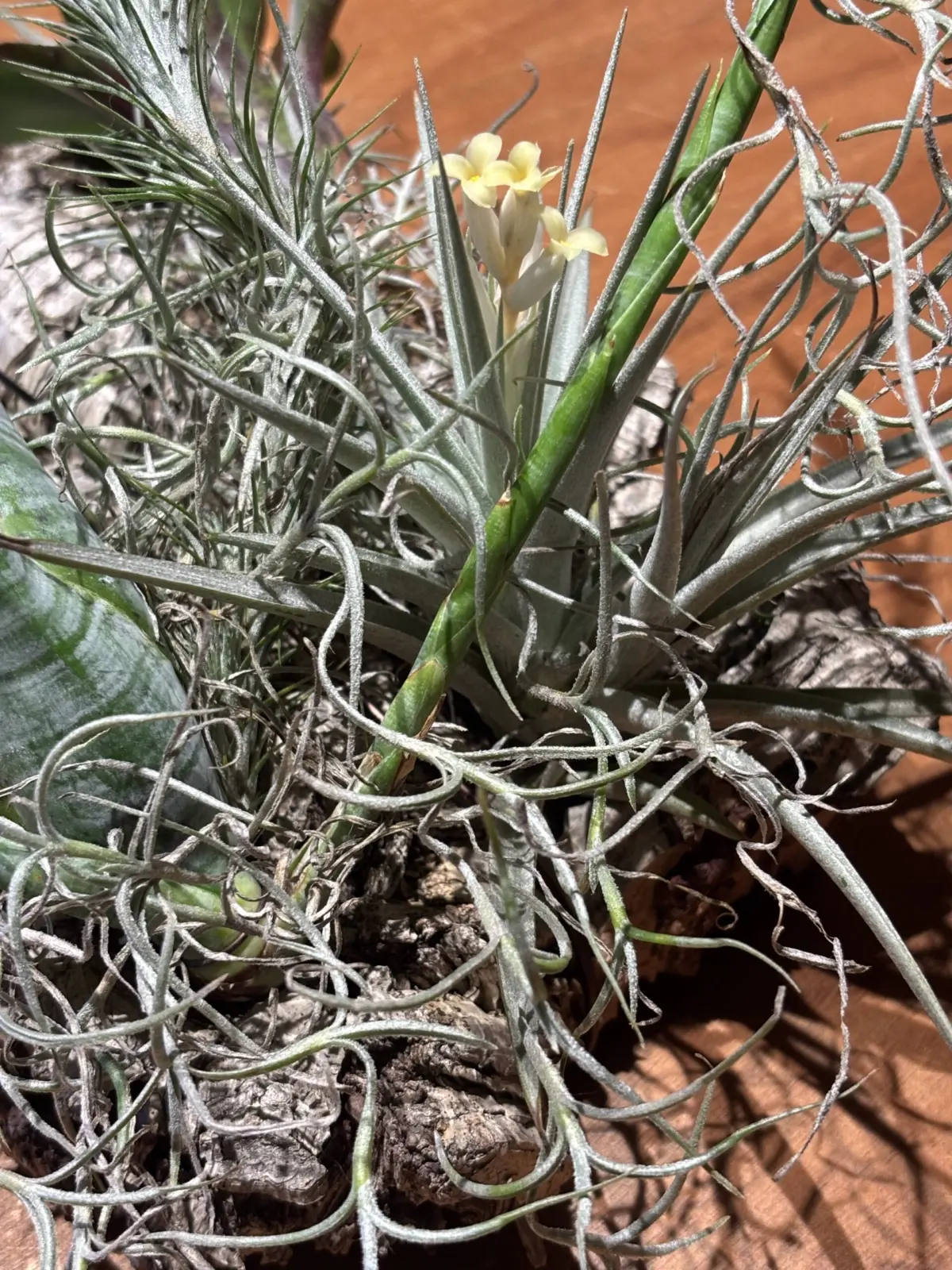 チランジア　ジュクンダ