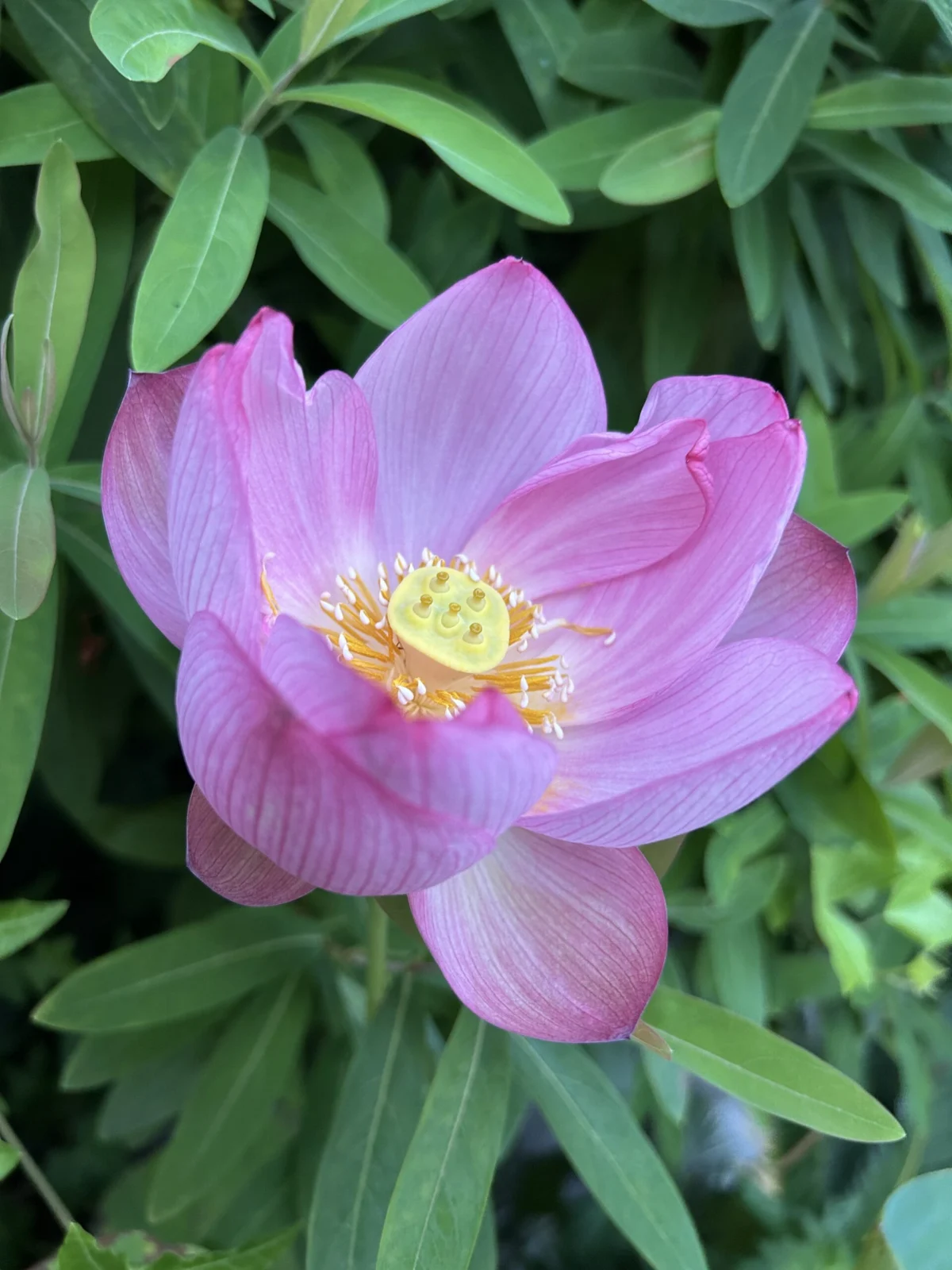 茶碗はす　花