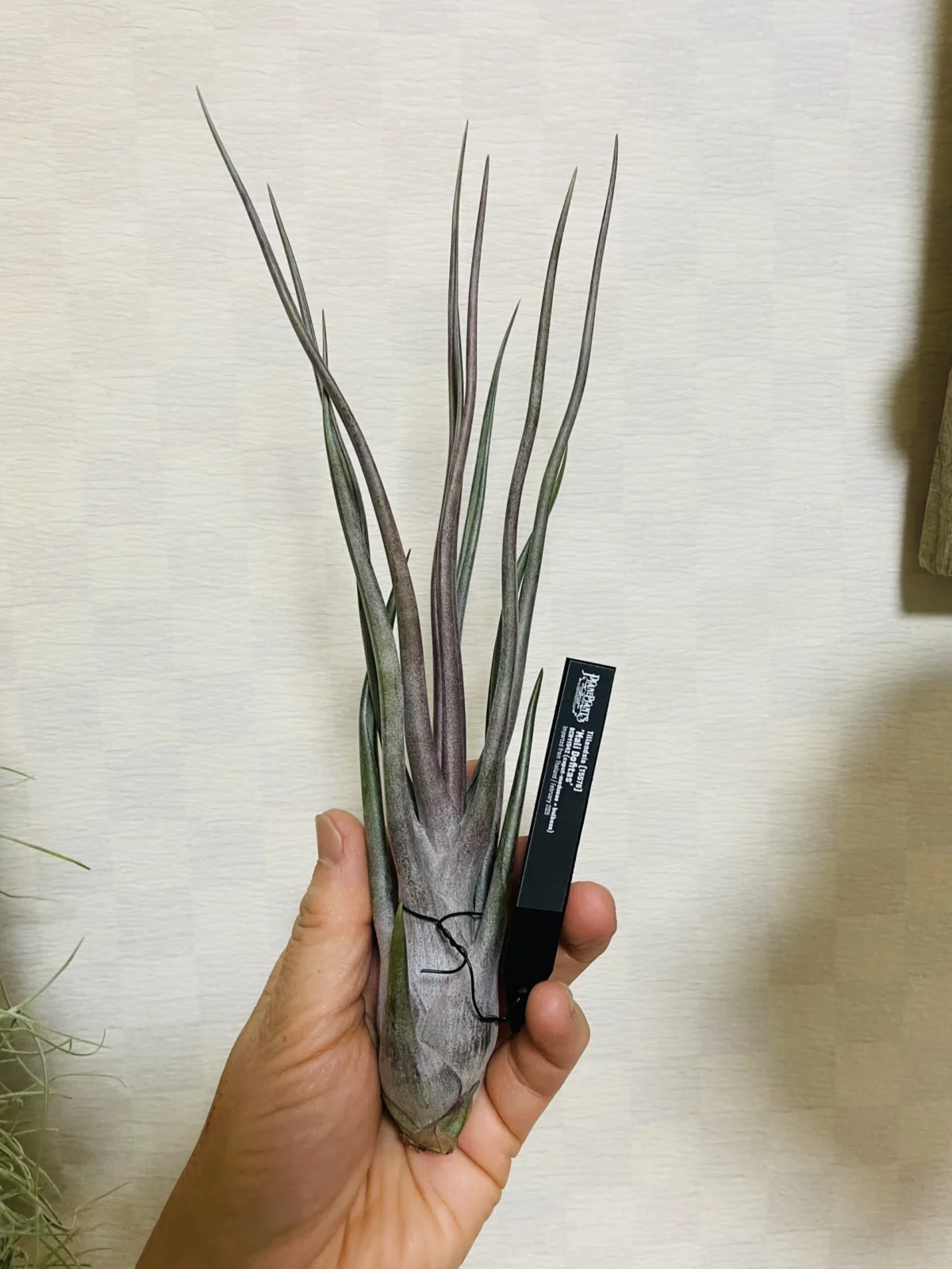 ティランジア　マリドフィタス　カプトメデューサ×ブルボーサ