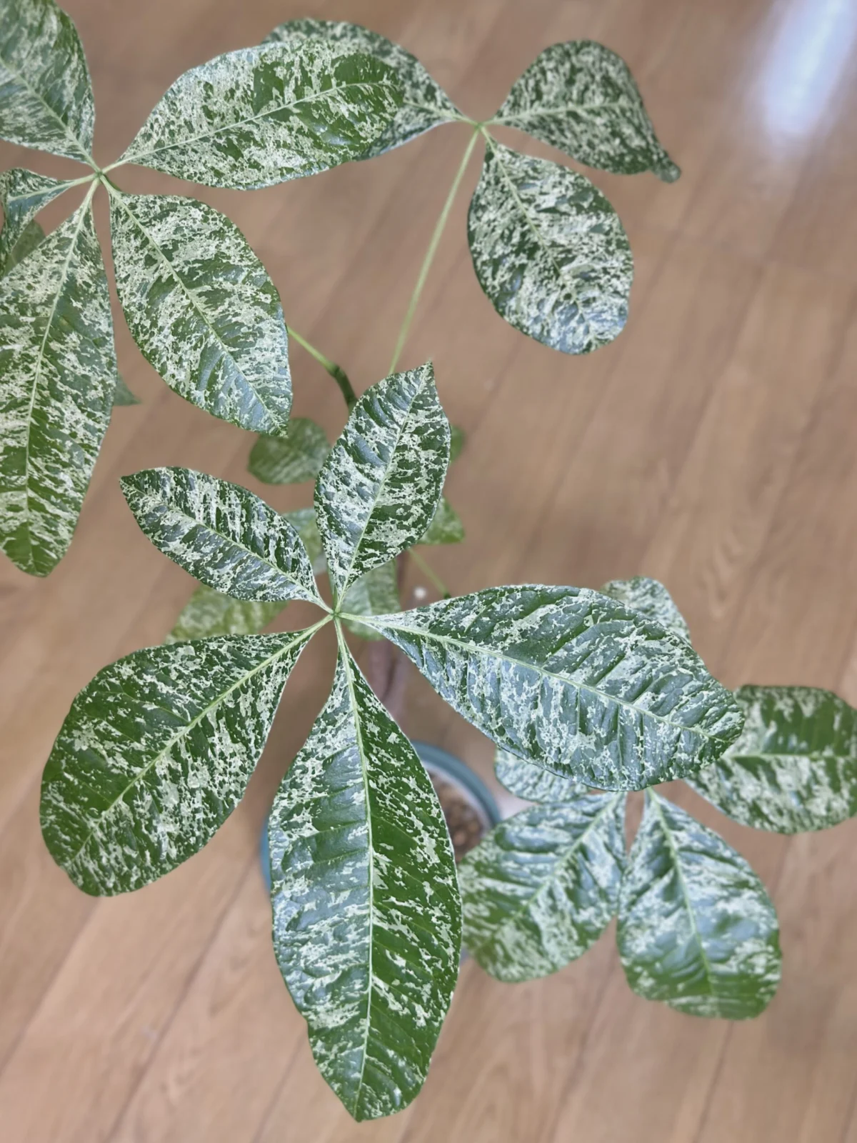 パキラ　実生　斑入り