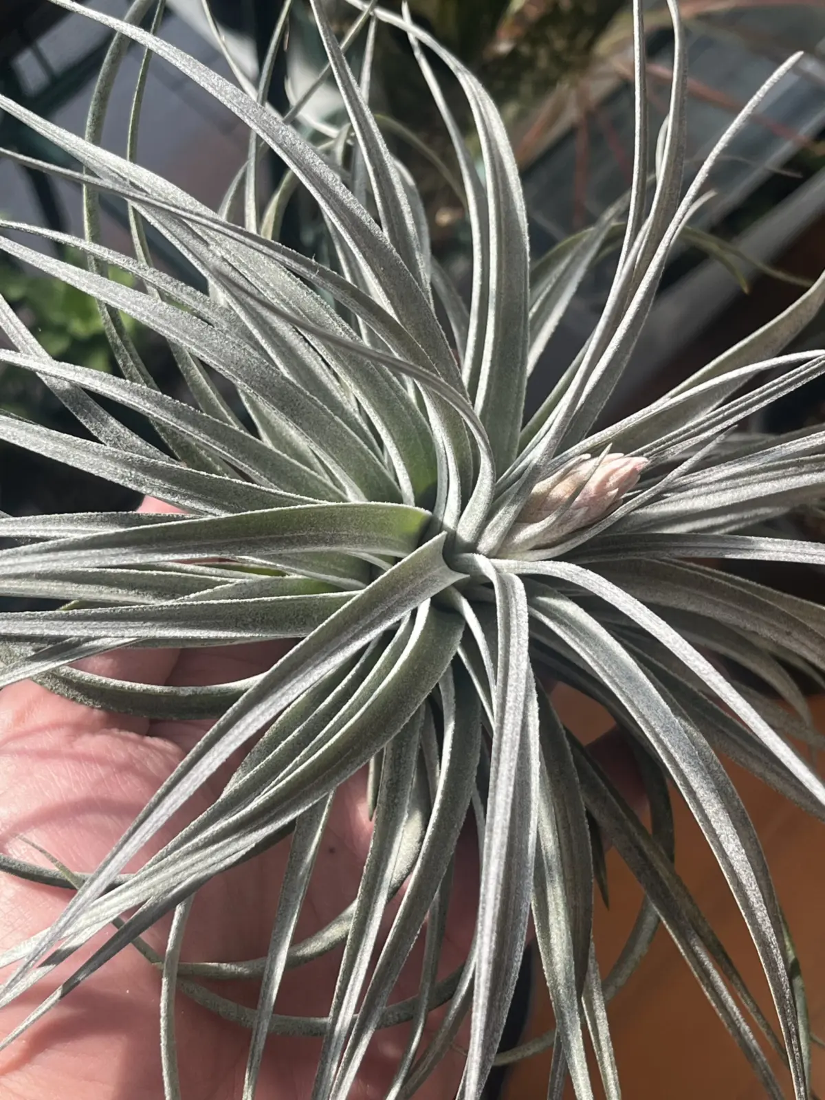 ティランジアsp525