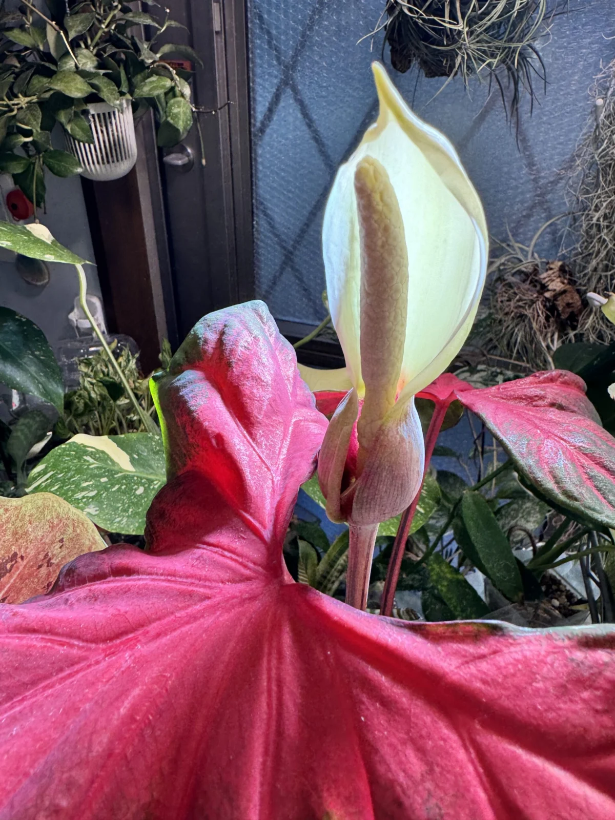 カラジウム　ランブリングレッド　開花