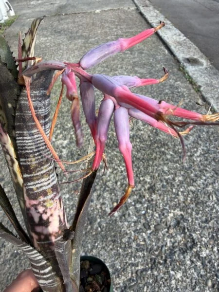 ビルベルギア 果実