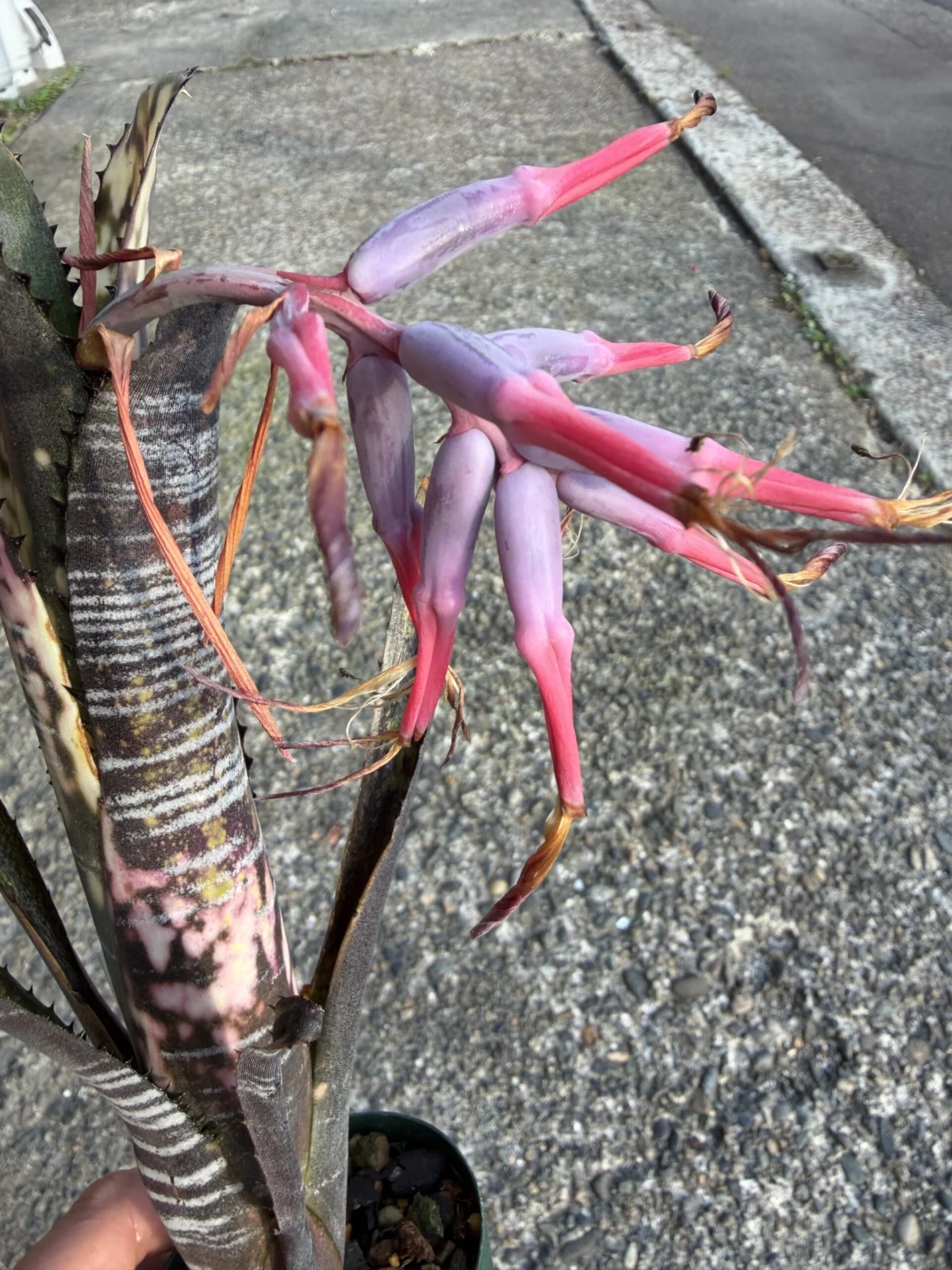 ビルベルギア　果実