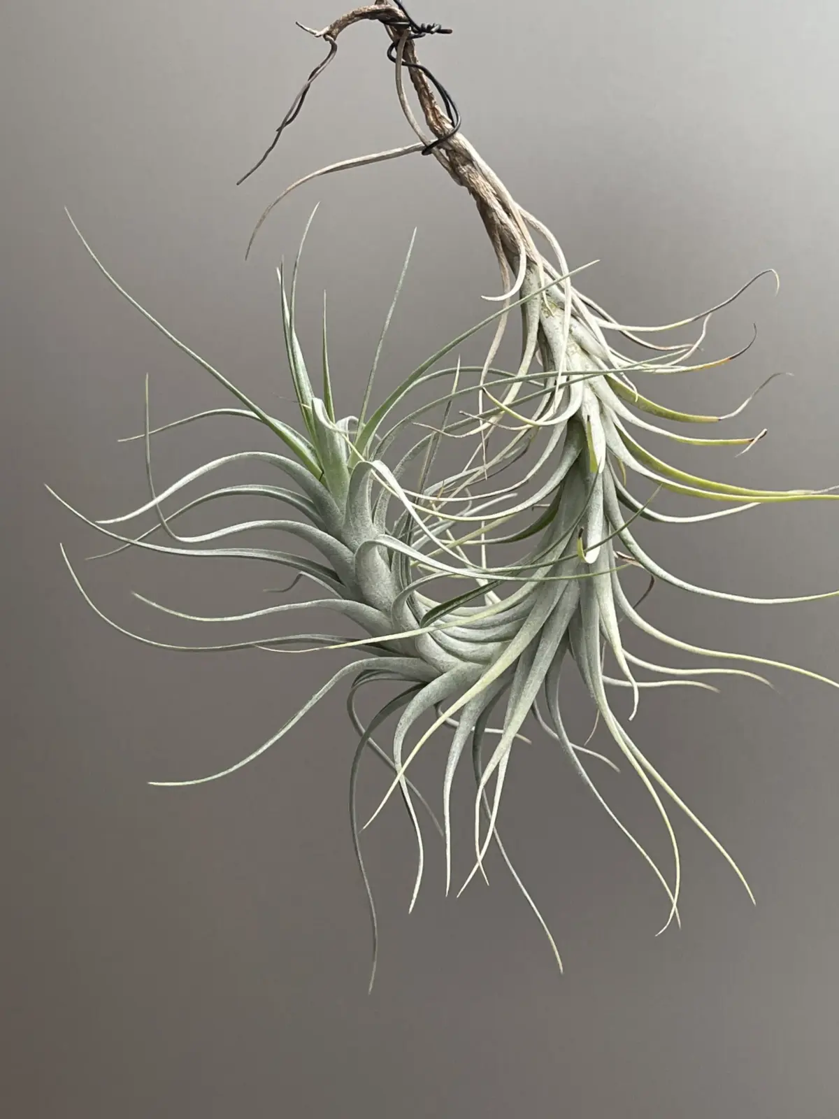 ティランジア　アルビダ×フンキアナ