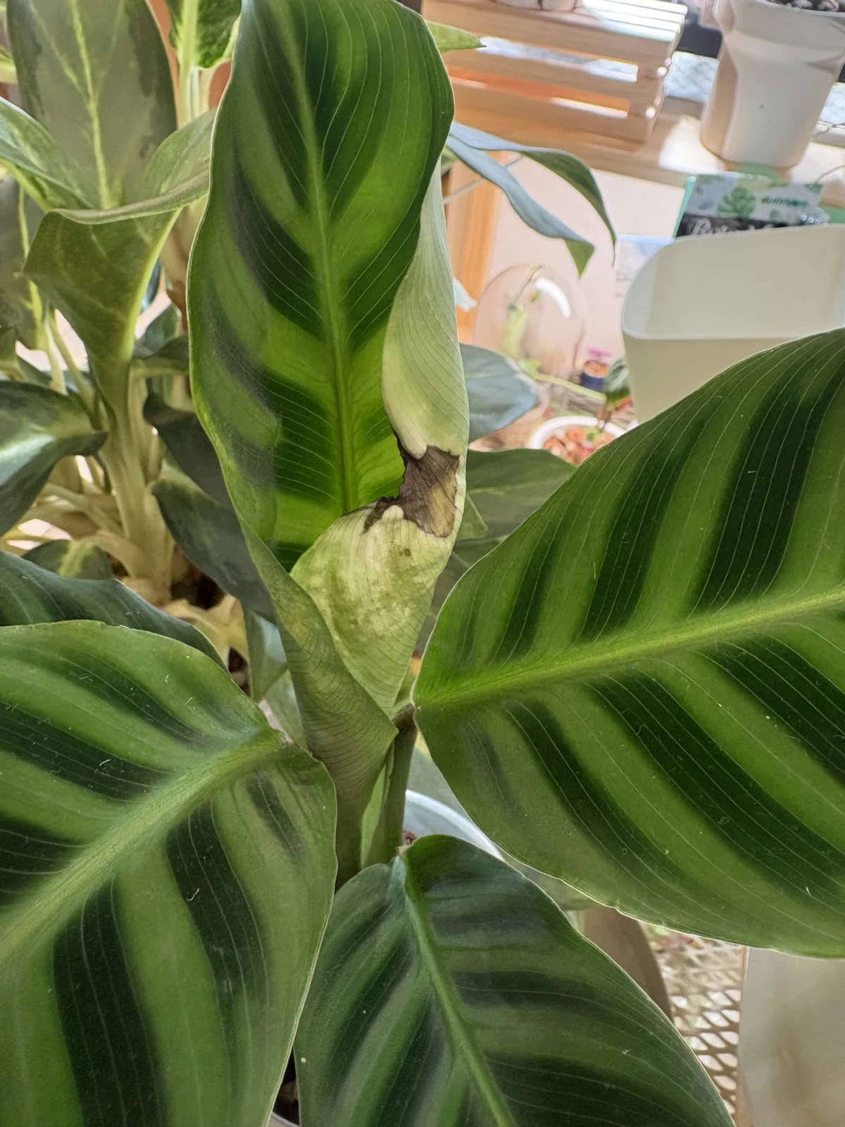 横浜 カラテア ゼブリナ