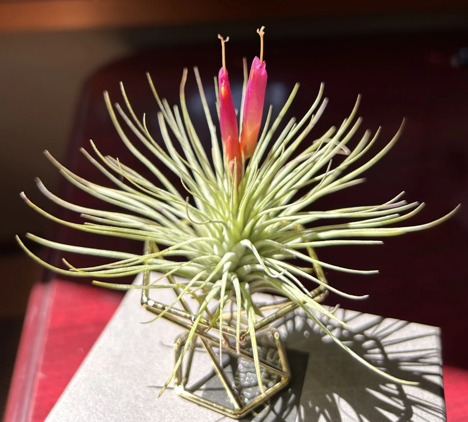 ティランジア　アルゲンティア×イオナンタ 花