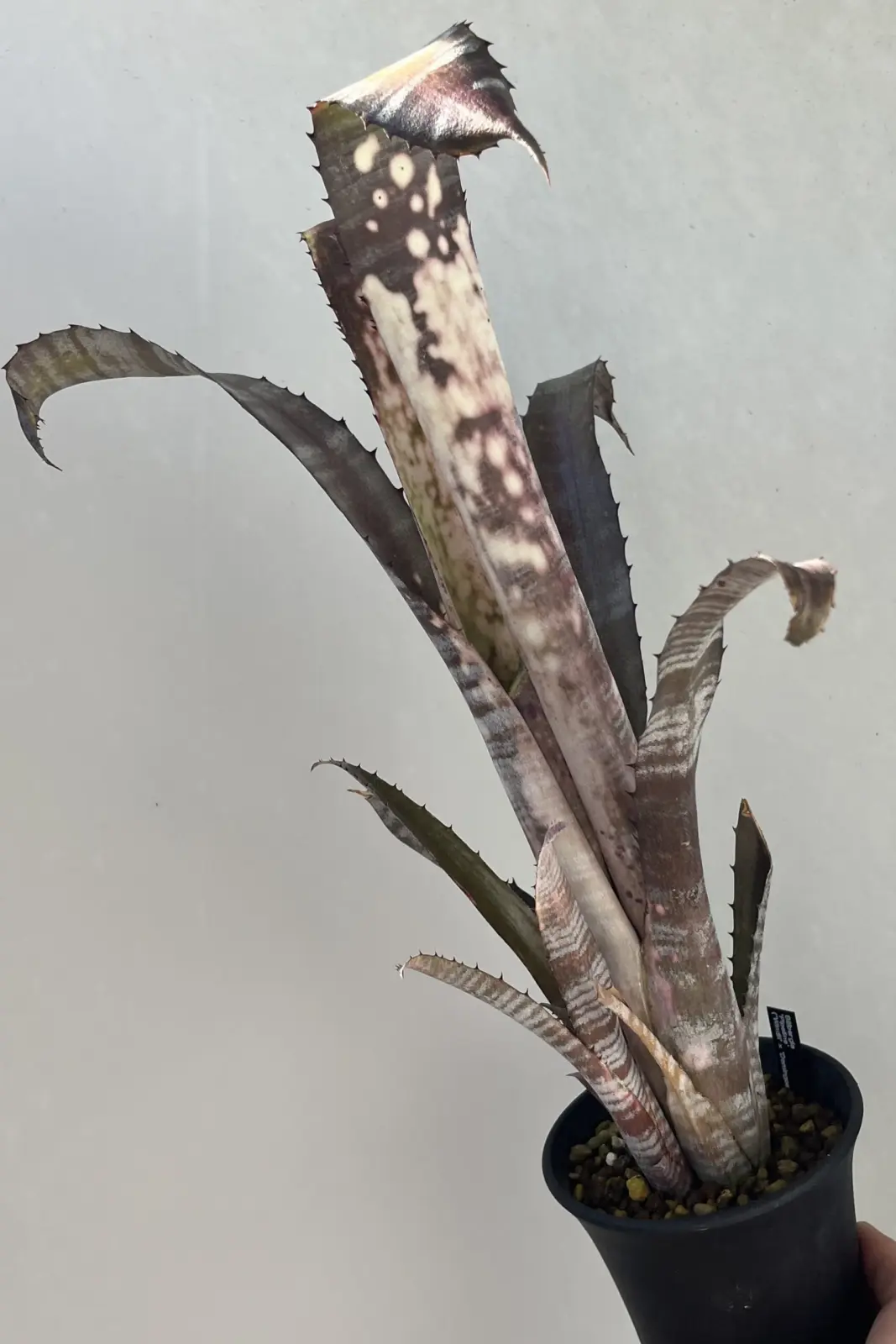 ビルベルギア パイプライン