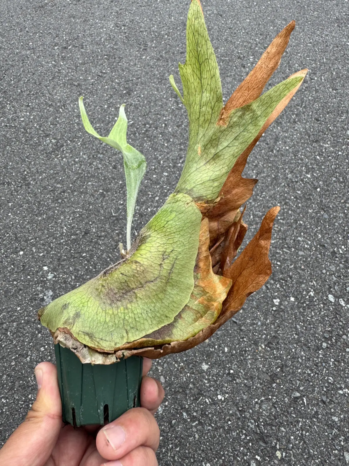 ビカクシダ　札落ち（筒）イノキ