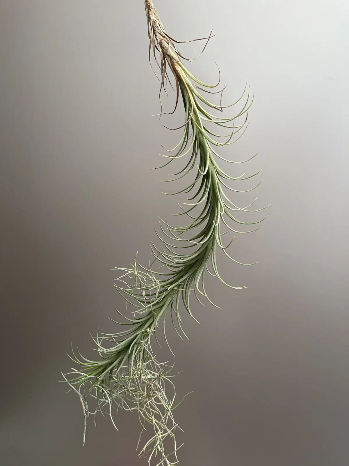 ティランジア　アラウジェイ